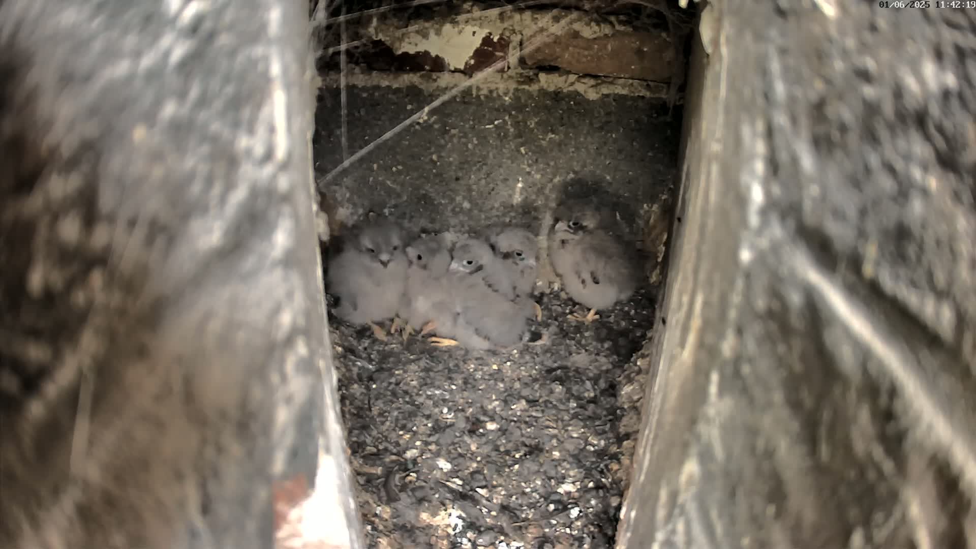 Five gray baby birds huddle together in a dark, confined nest made of dark-colored material.