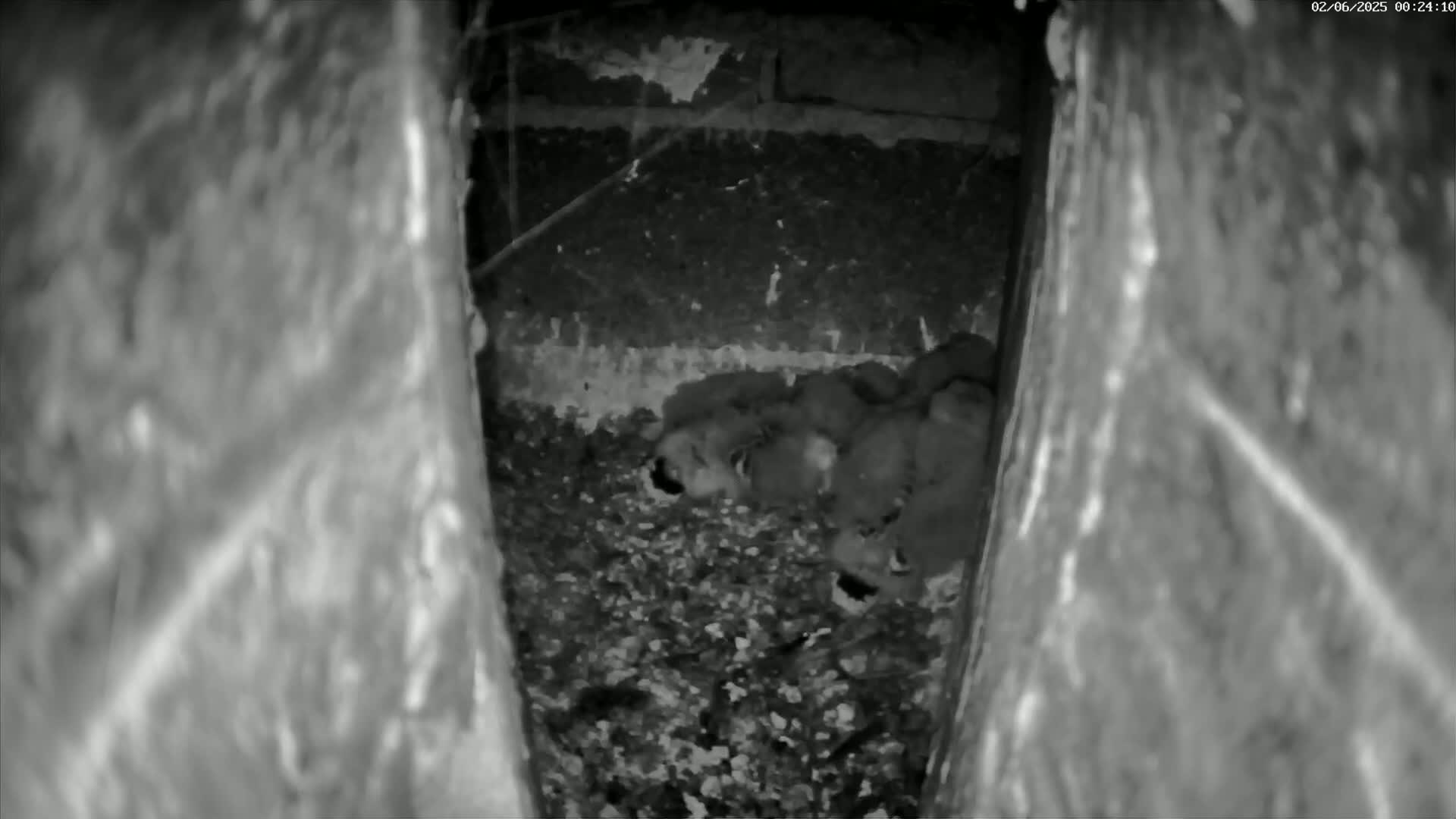 A nest of several small animals huddles together in a dark, confined space.