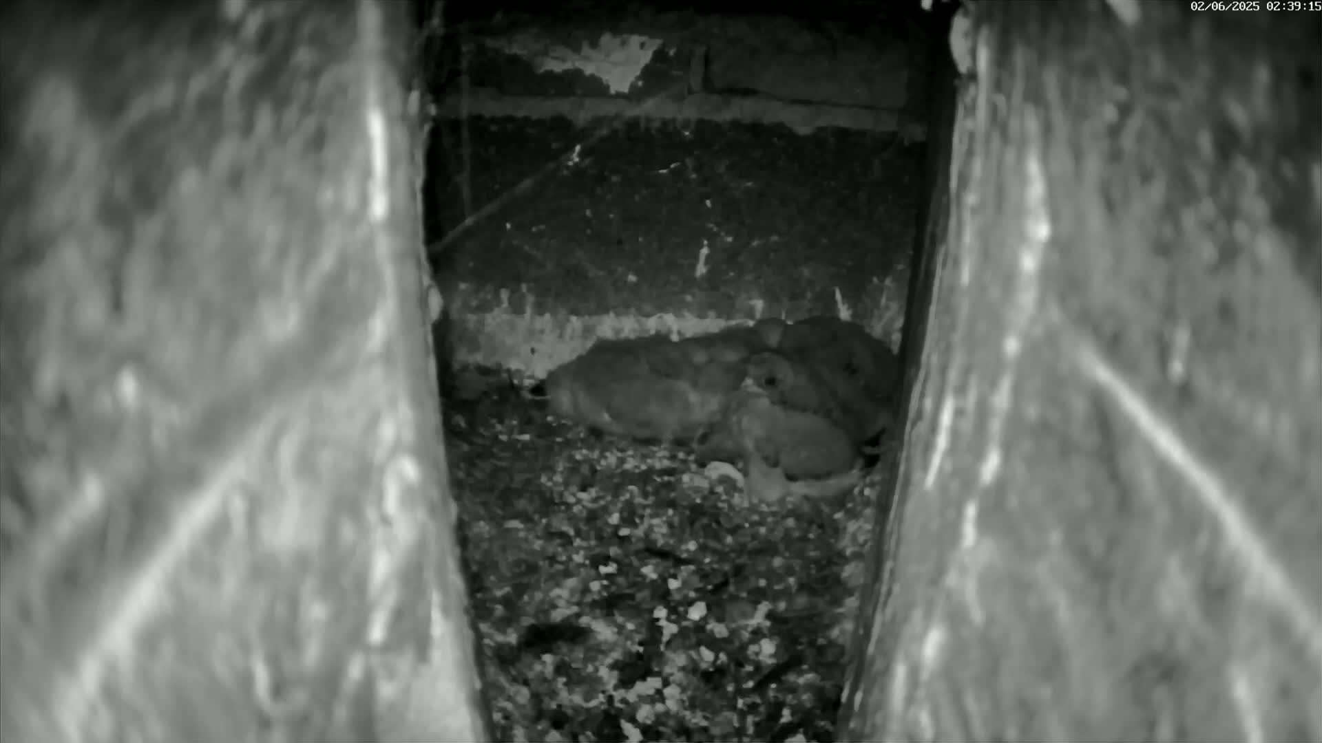 A cluster of small animals huddle together in a dark, confined space lined with rough, textured walls.