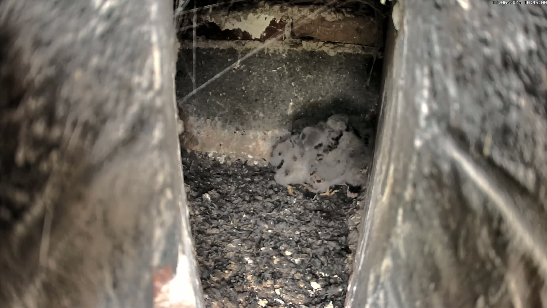 A group of grey fluffy birds huddle together in a dark, narrow crevice lined with dark material.