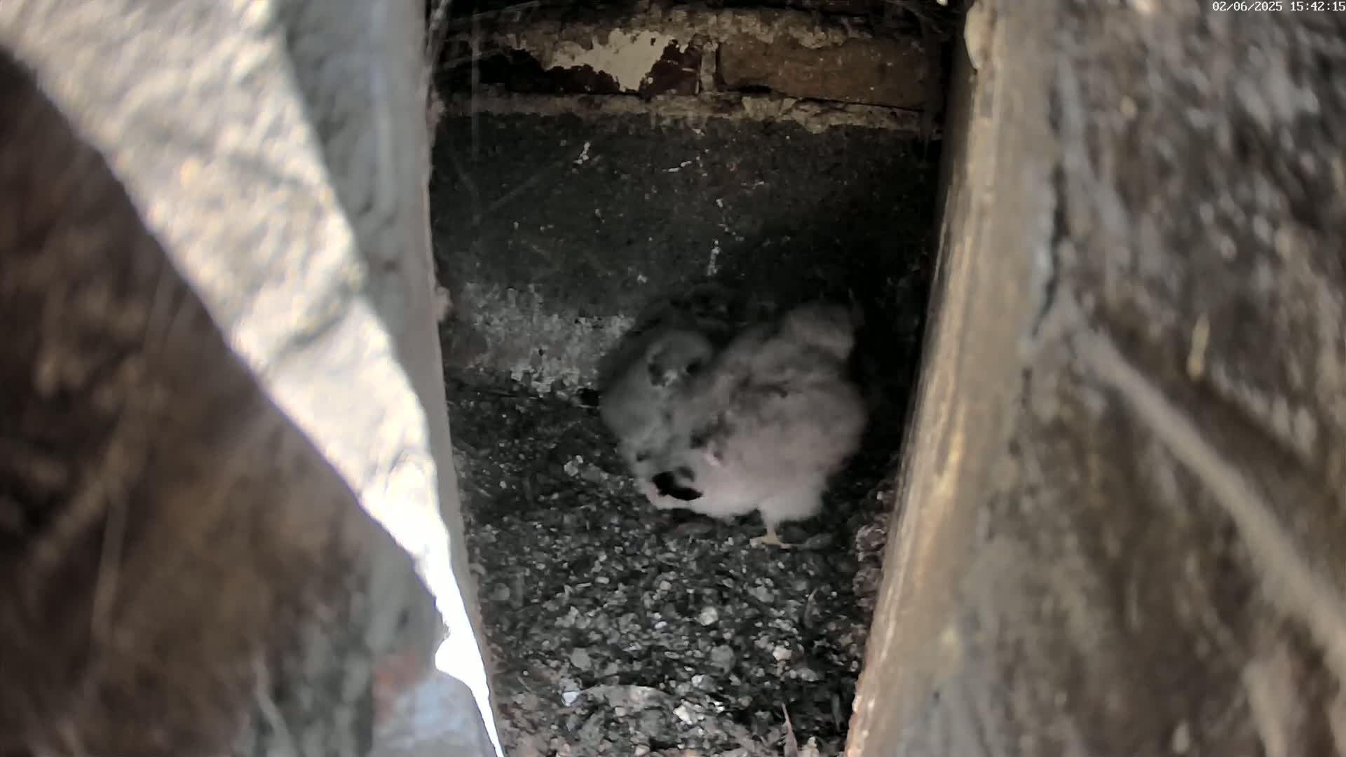Two fluffy gray baby birds huddle together in a dark, confined space that appears to be a nest within a structure.