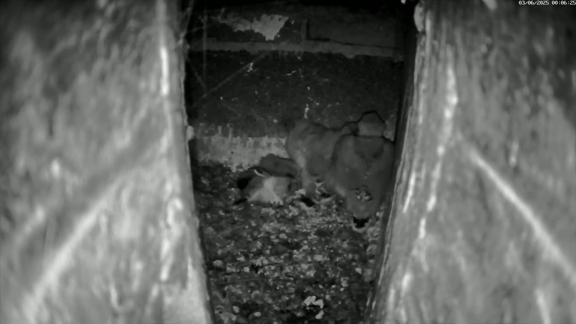 Le Havre , Faucon Crécerelle Falcons Natural Life Live Cam - Le Havre, Seine-Maritime, Normandie, France