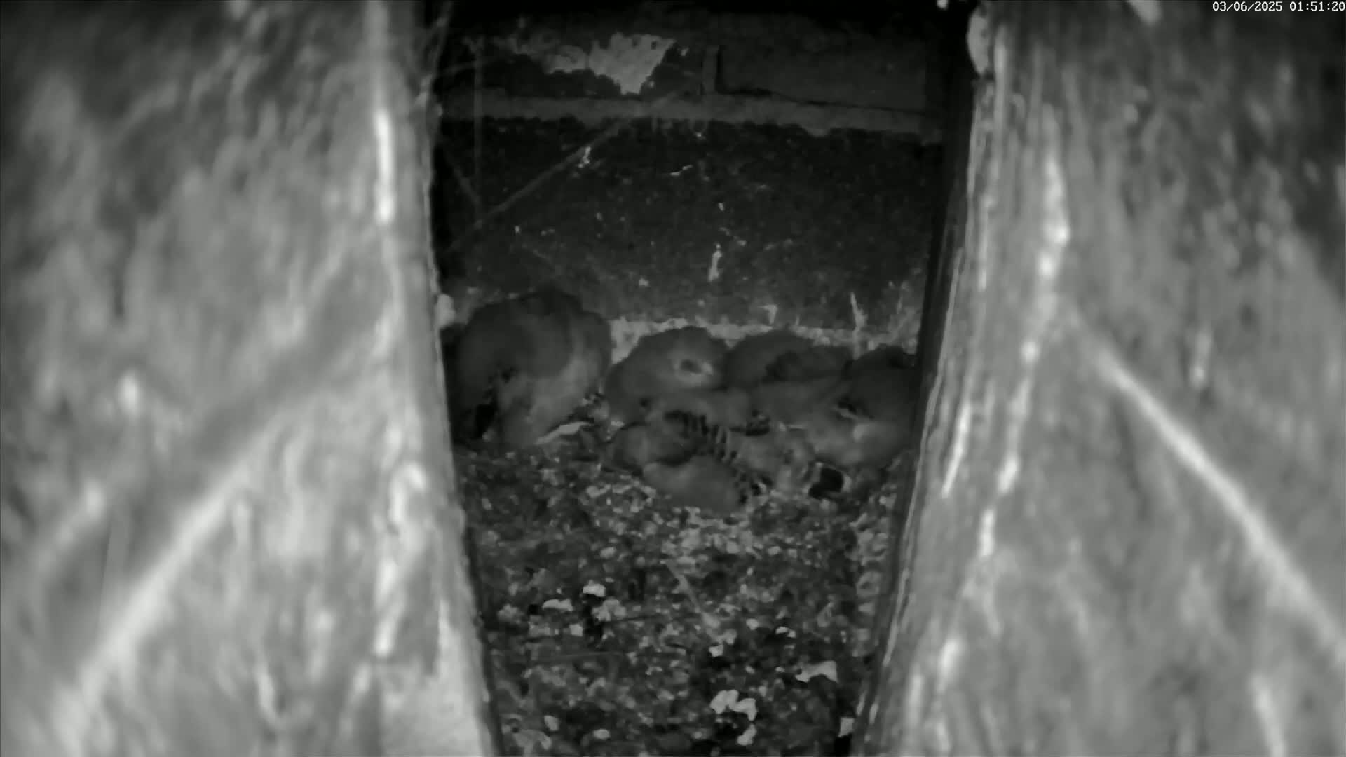 Le Havre , Faucon Crécerelle Falcons Natural Life Live Cam - Le Havre, Seine-Maritime, Normandie, France