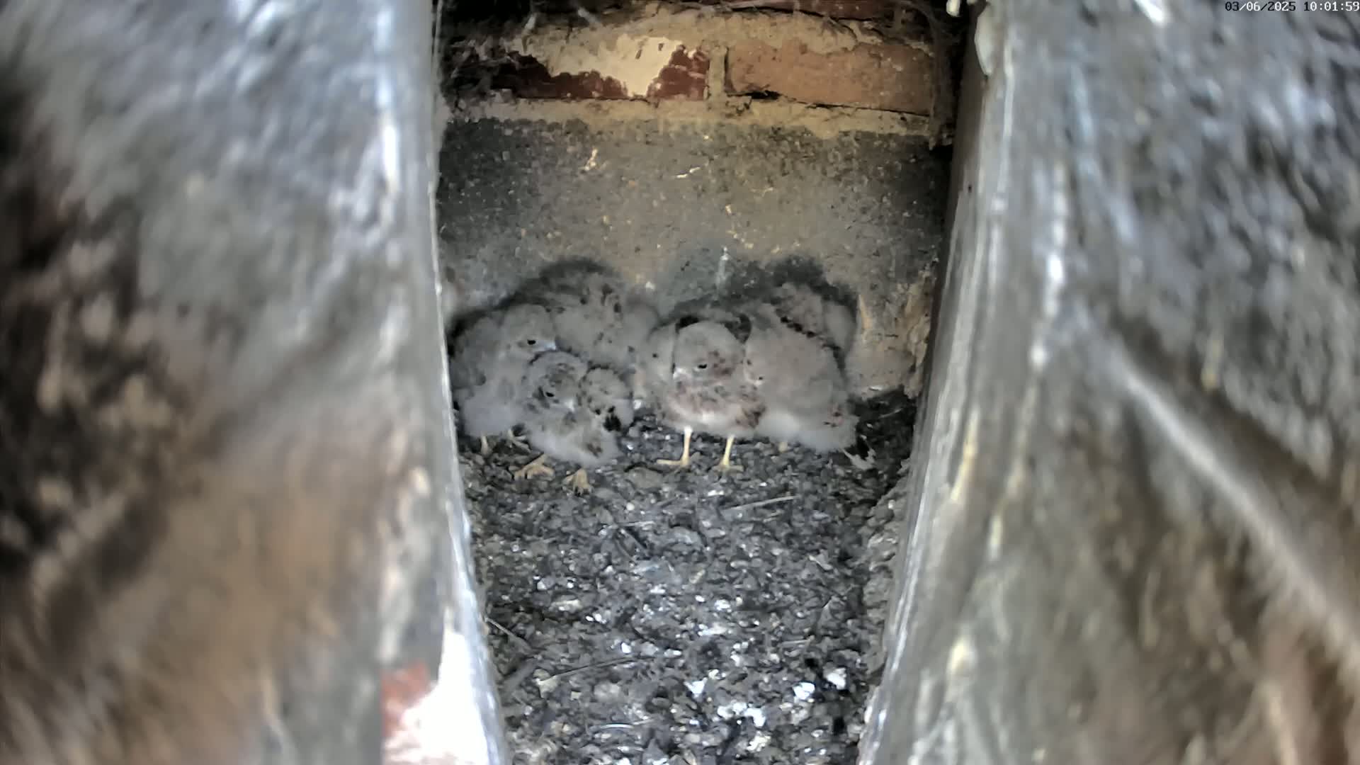 A group of small, fluffy grey birds huddle together in a dark, narrow crevice filled with dark-colored debris.