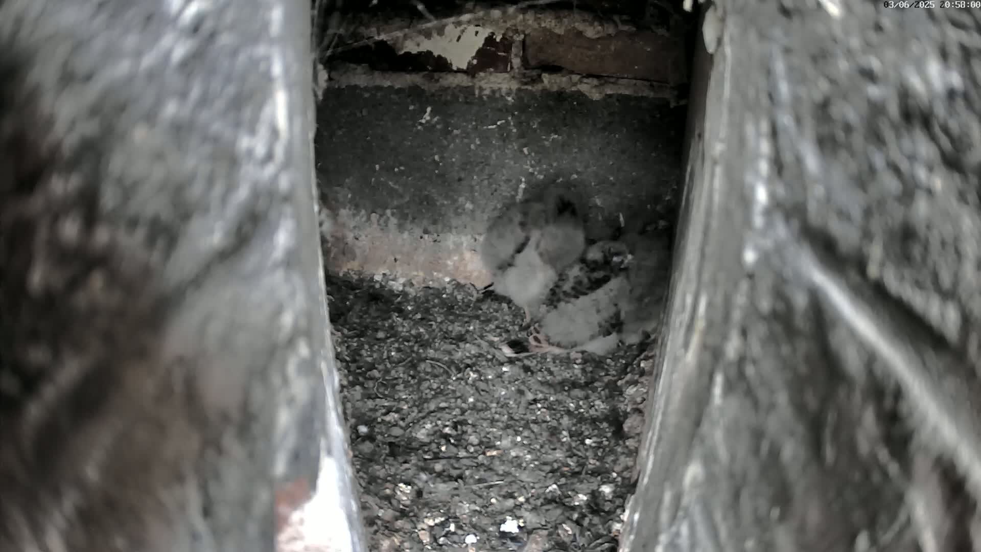 A nest of several small birds sits on a bed of dark debris within a narrow, dark crevice of a brick structure.