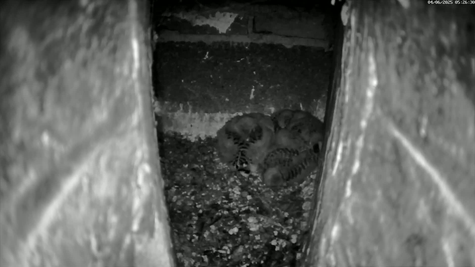 Le Havre , Faucon Crécerelle Falcons Natural Life Live Cam - Le Havre, Seine-Maritime, Normandie, France