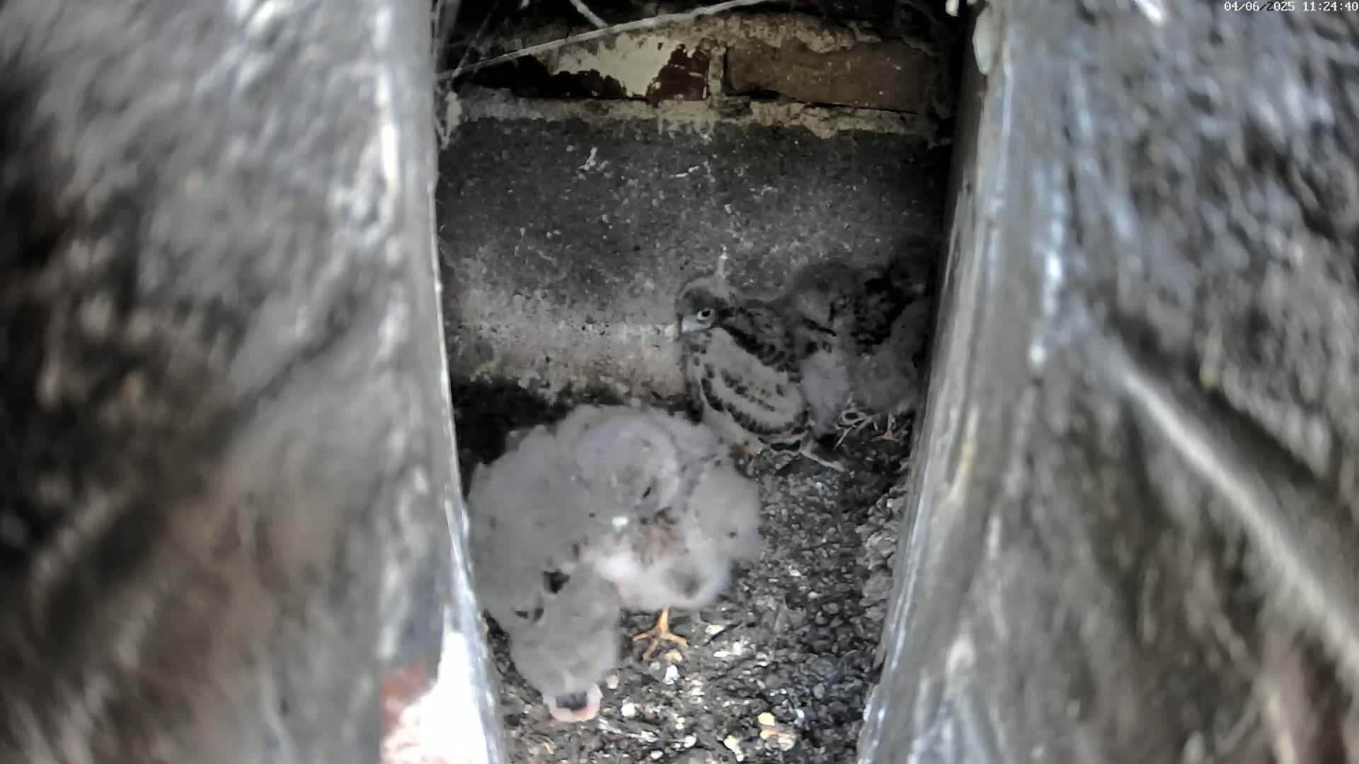 Three grey fluffy baby birds huddle together in a dark, narrow crevice.