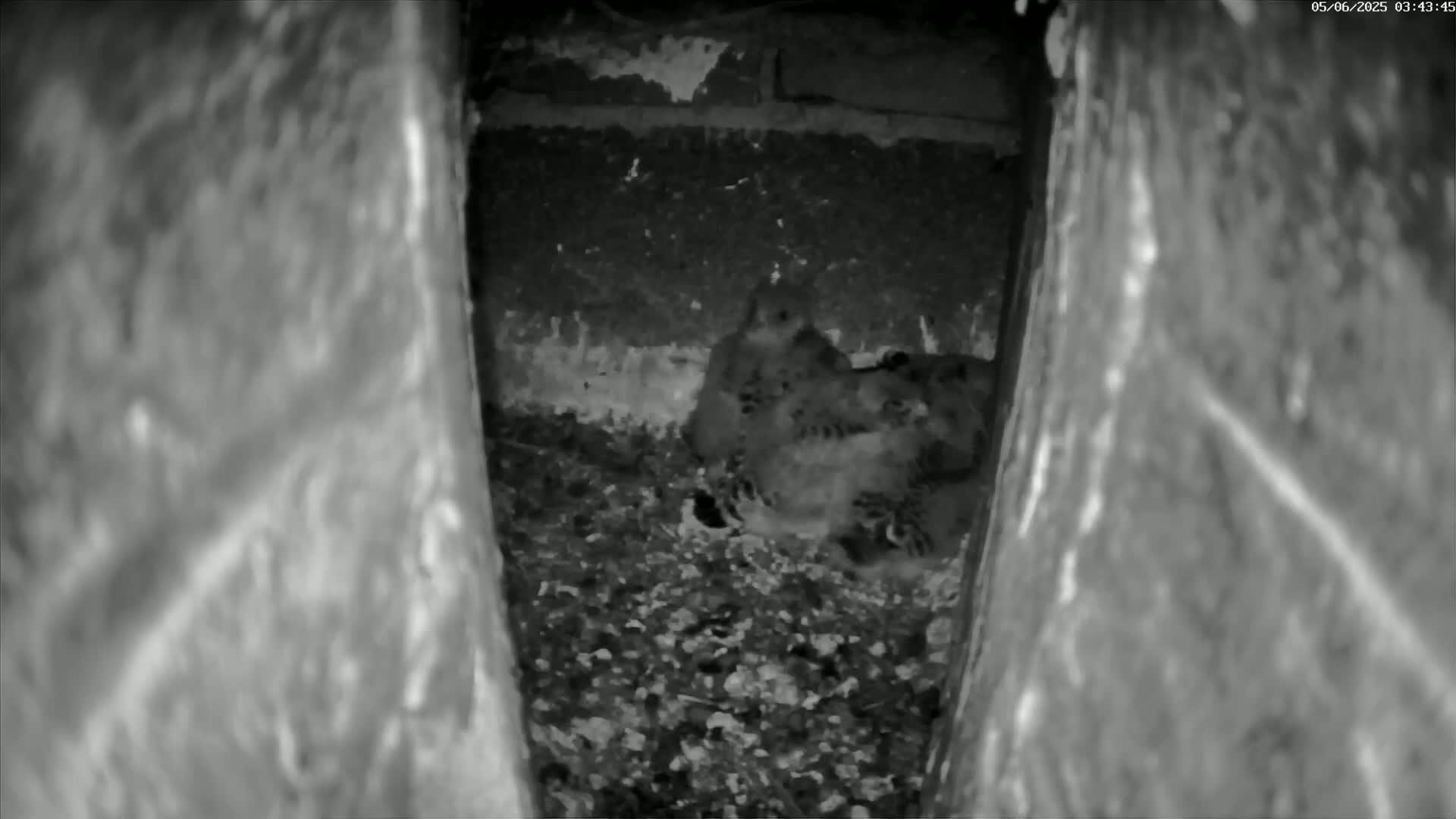 A group of birds huddle together in a dark, narrow crevice.