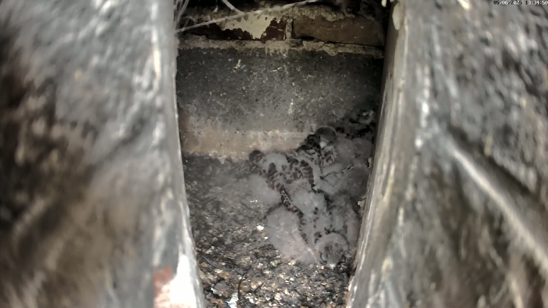 A group of dark-colored baby birds huddle together in a dark, dirt-filled crevice.