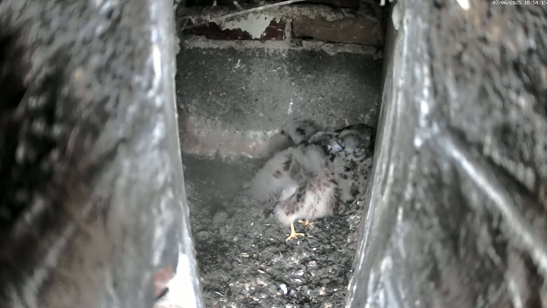 Three baby birds huddle together in a dark, narrow crevice.