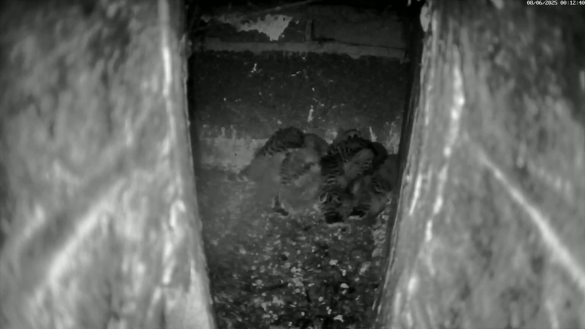 A group of small birds huddle together in a dark, enclosed space.