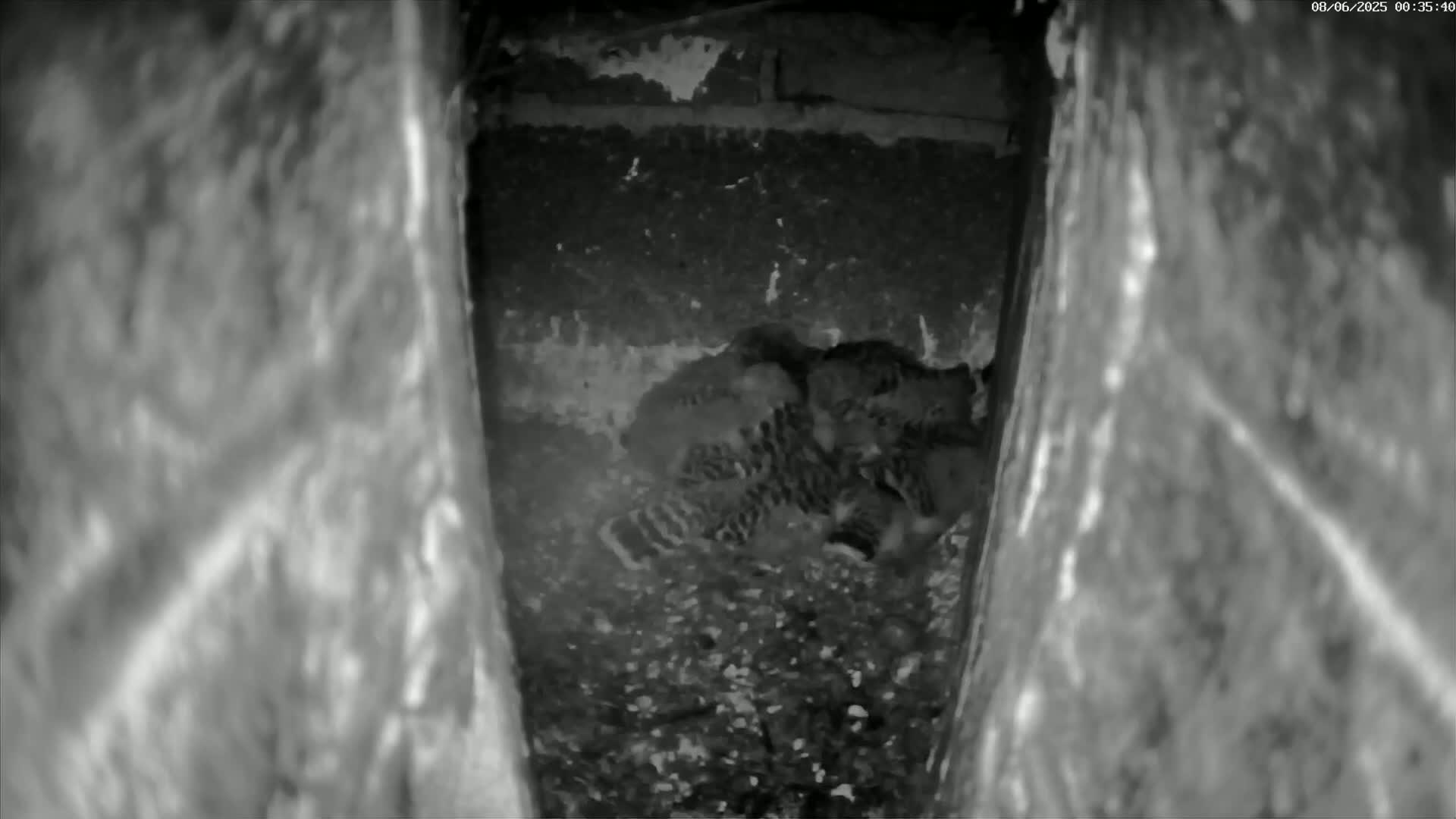 Le Havre , Faucon Crécerelle Falcons Natural Life Live Cam - Le Havre, Seine-Maritime, Normandie, France