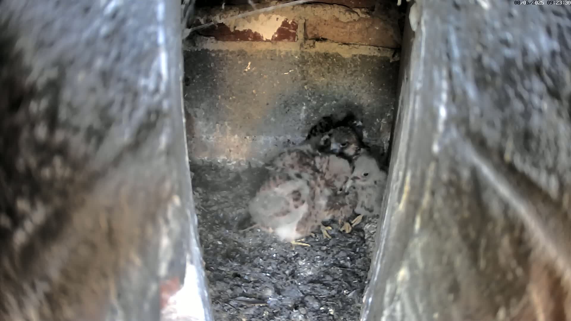 A cluster of baby birds huddles together in a dark, enclosed space made of brick and metal.