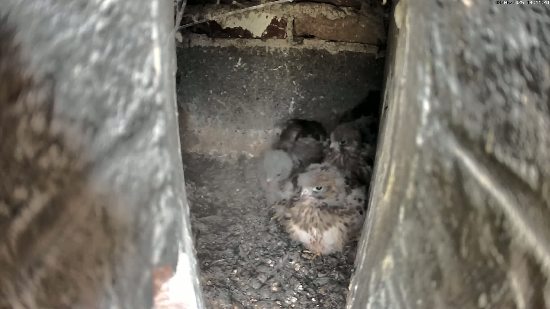 Several baby birds of prey huddle together in a dark, earthen nest within a narrow crevice.