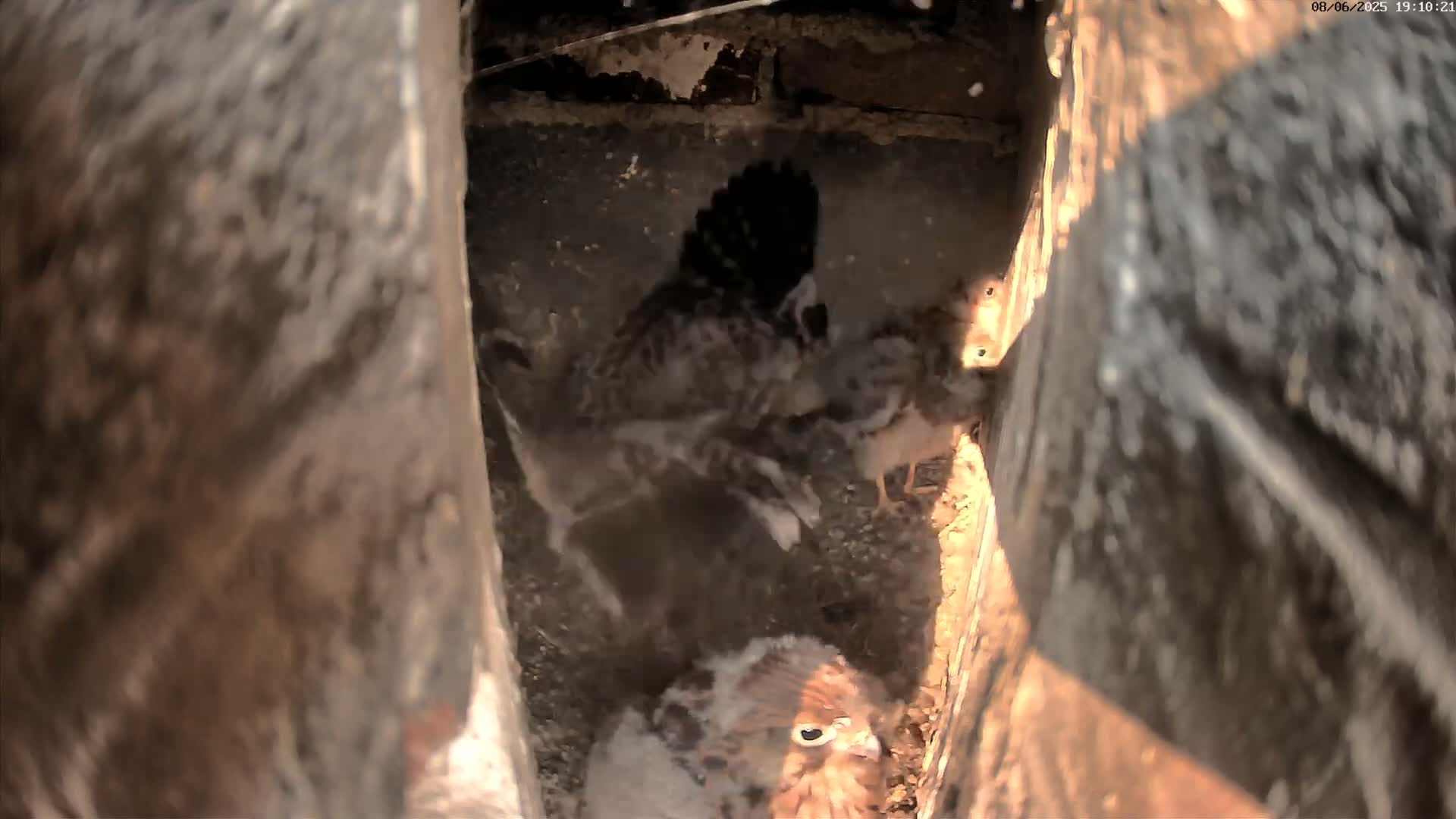 A group of baby birds huddle together in a dark, enclosed space, illuminated by sunlight entering from a narrow opening.