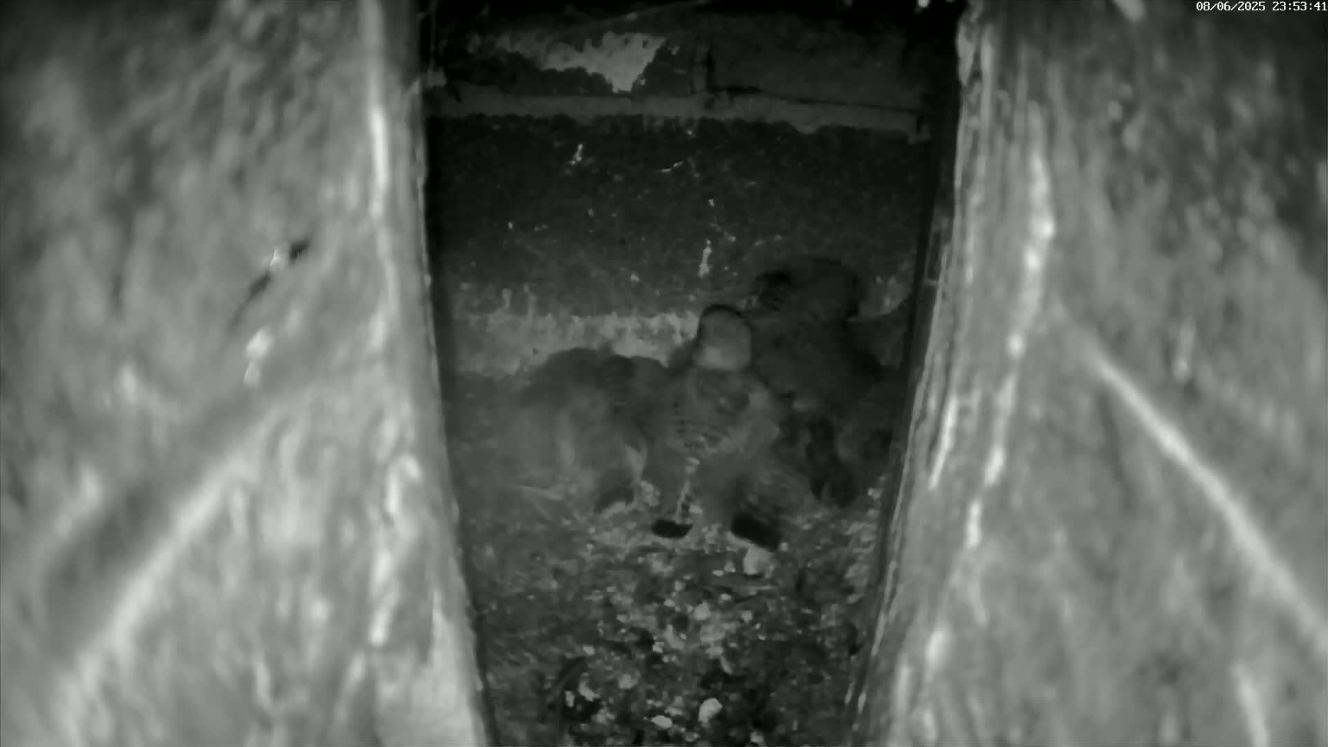 Le Havre , Faucon Crécerelle Falcons Natural Life Live Cam - Le Havre, Seine-Maritime, Normandie, France