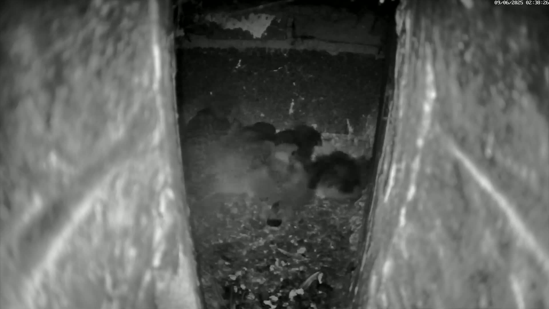 Le Havre , Faucon Crécerelle Falcons Natural Life Live Cam - Le Havre, Seine-Maritime, Normandie, France