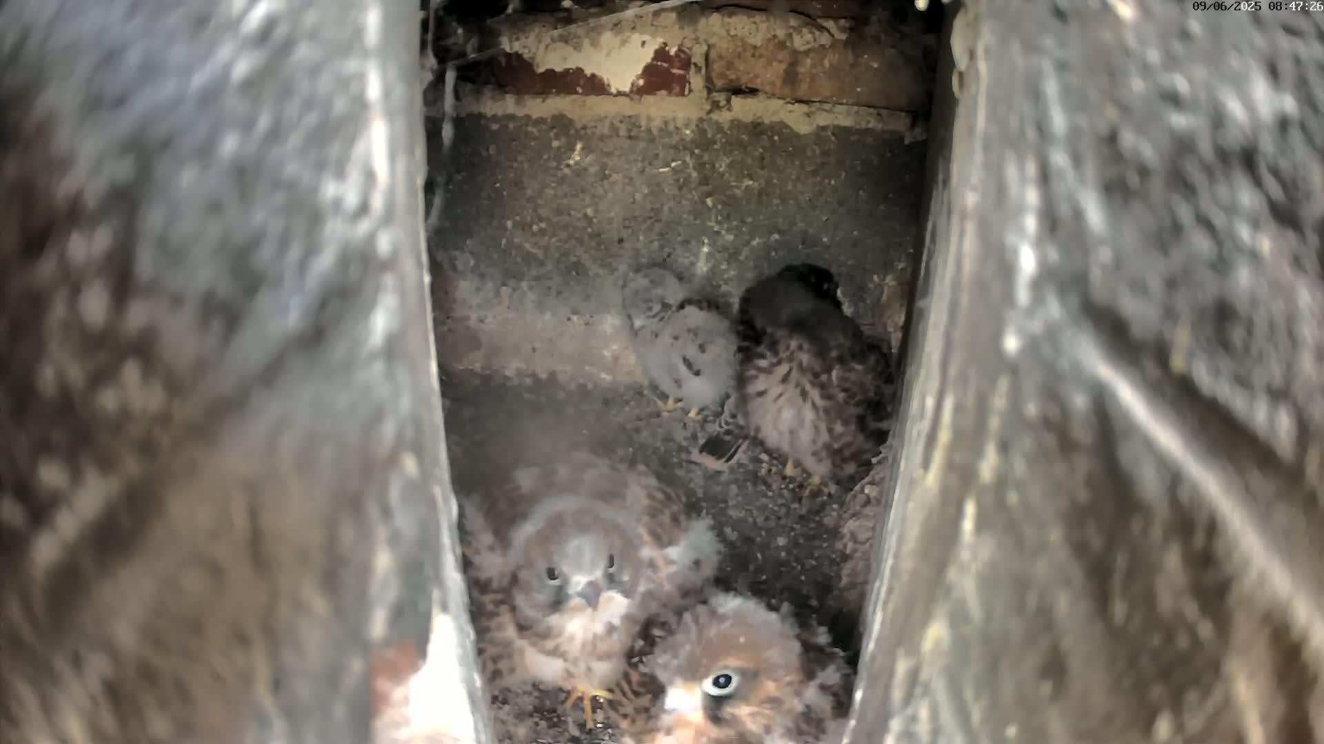 Le Havre , Faucon Crécerelle Falcons Natural Life Live Cam - Le Havre, Seine-Maritime, Normandie, France