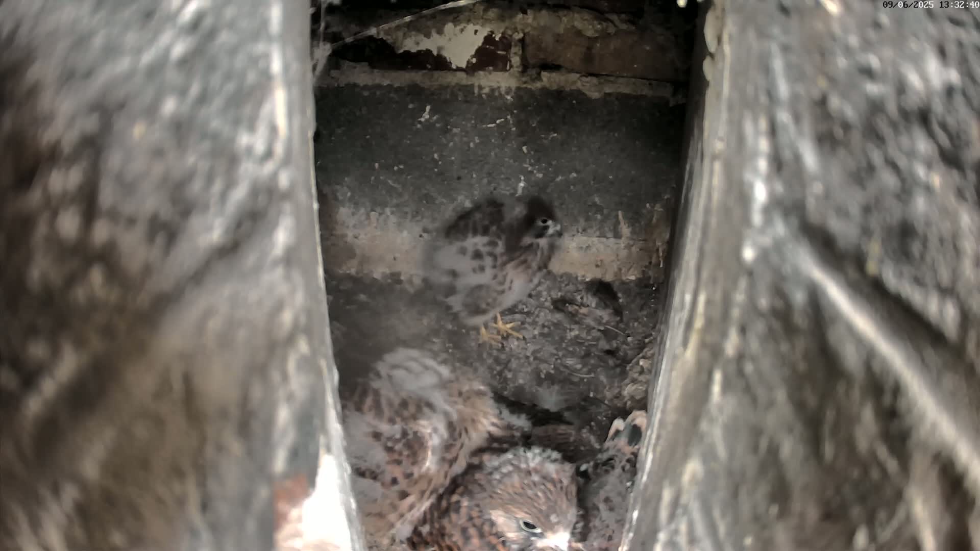 Several young birds of prey huddle together in a dark, stone crevice.