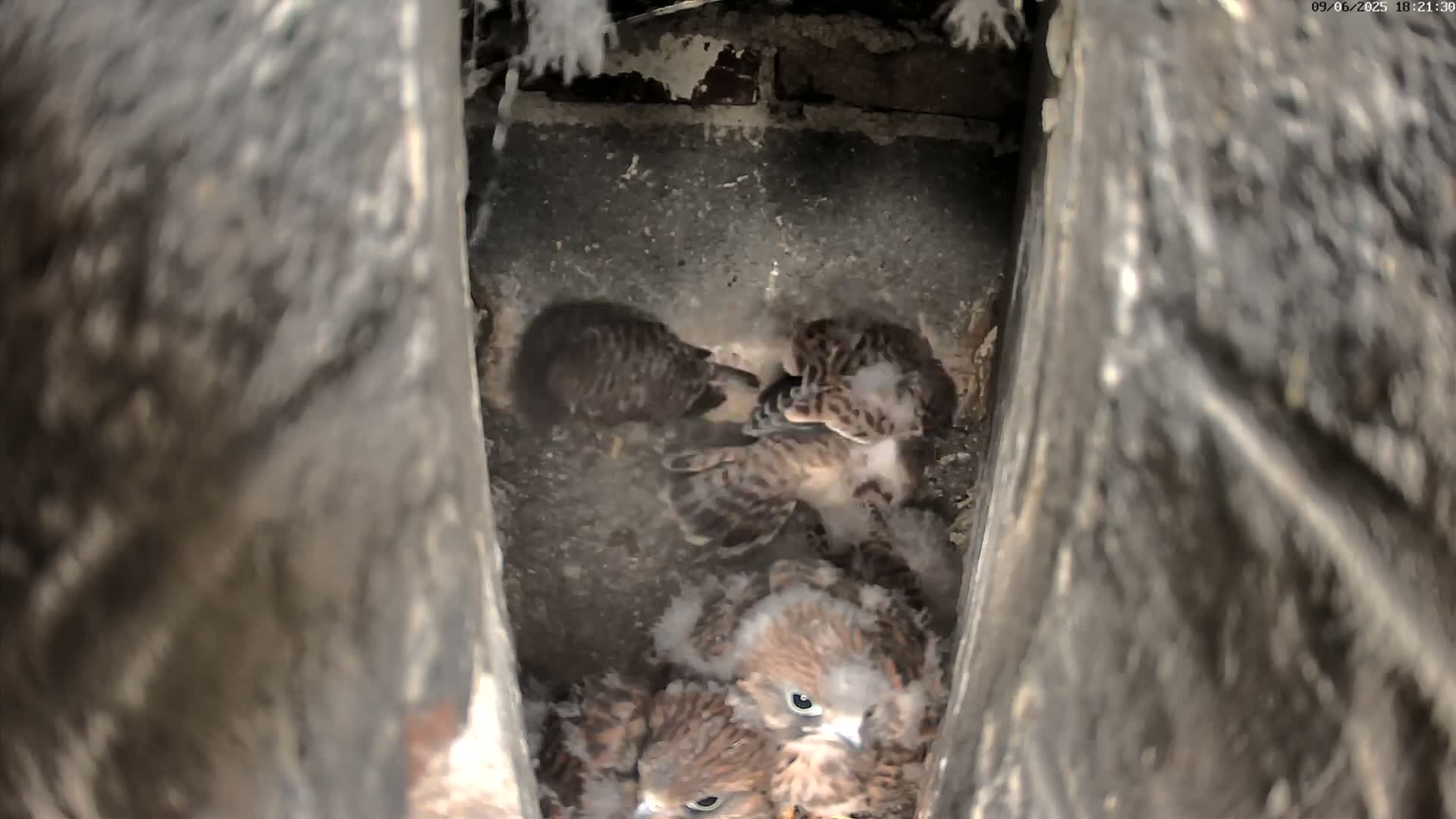 A group of downy young birds huddle together inside a dark, narrow cavity.