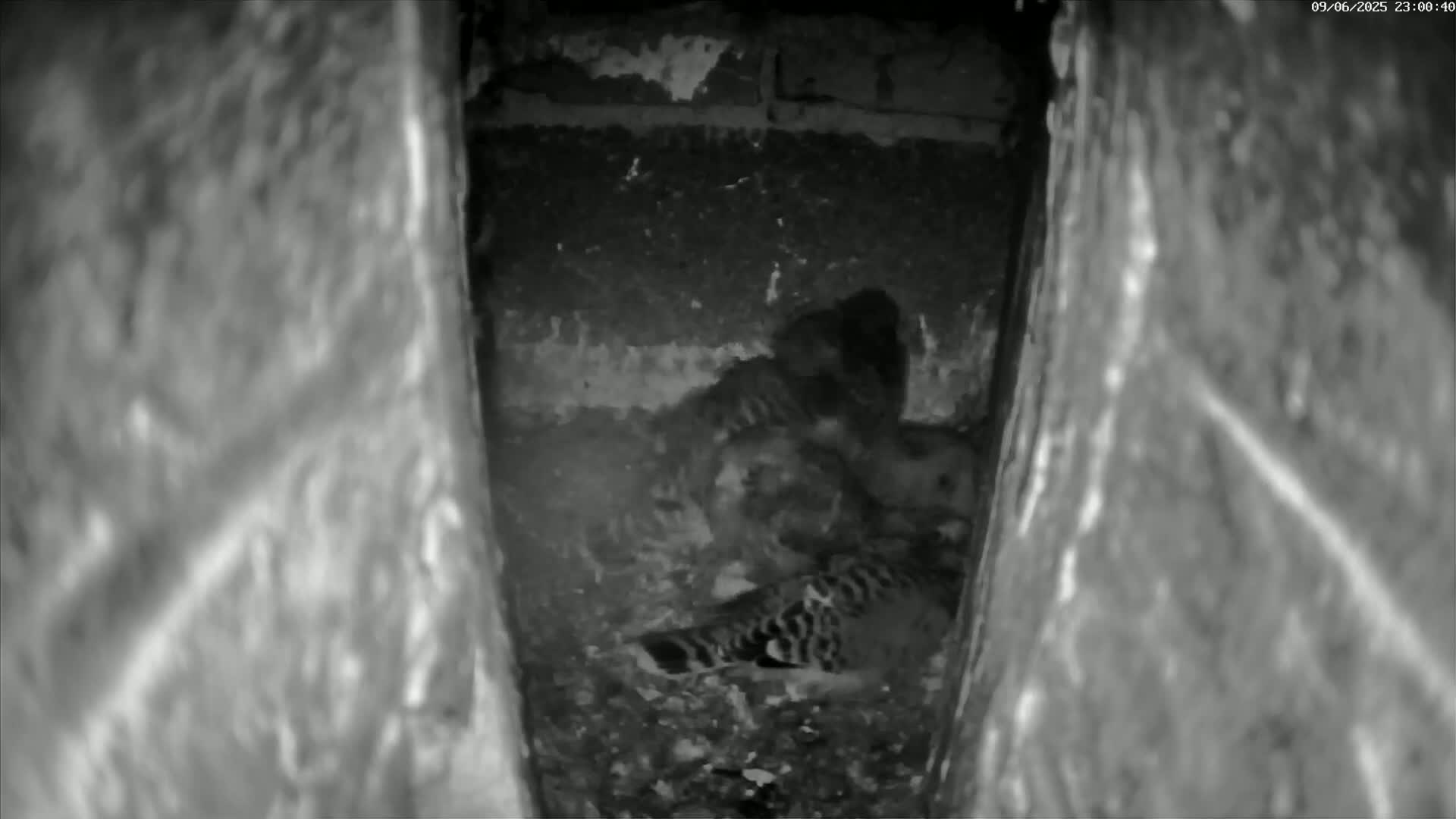 Le Havre , Faucon Crécerelle Falcons Natural Life Live Cam - Le Havre, Seine-Maritime, Normandie, France