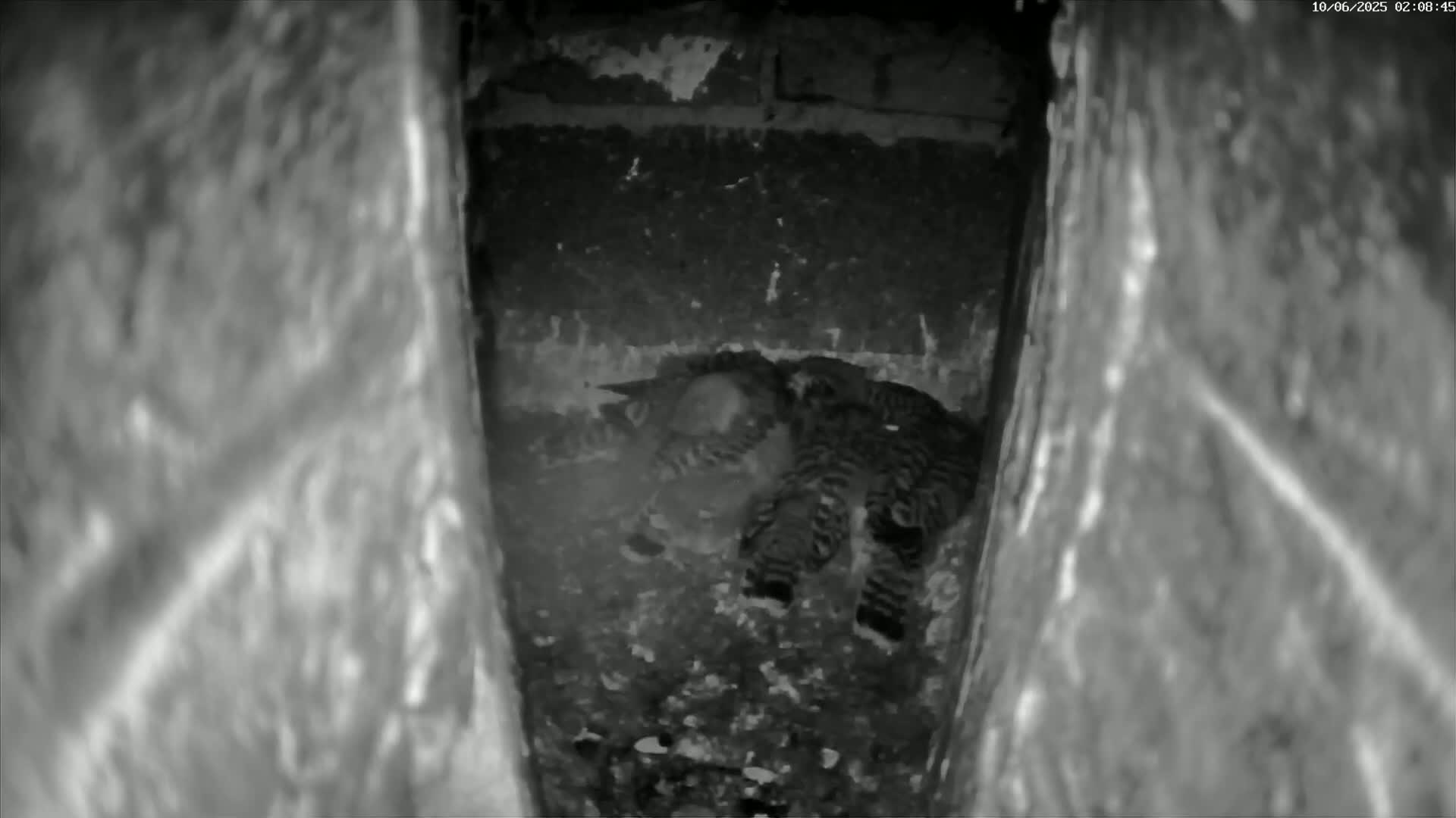 Le Havre , Faucon Crécerelle Falcons Natural Life Live Cam - Le Havre, Seine-Maritime, Normandie, France