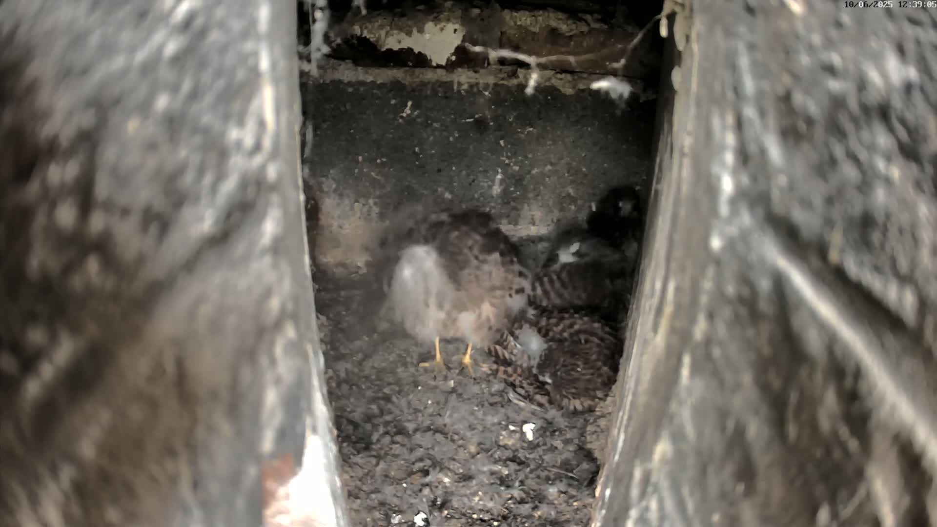 Three young birds huddle together in a dark, confined space filled with dirt.