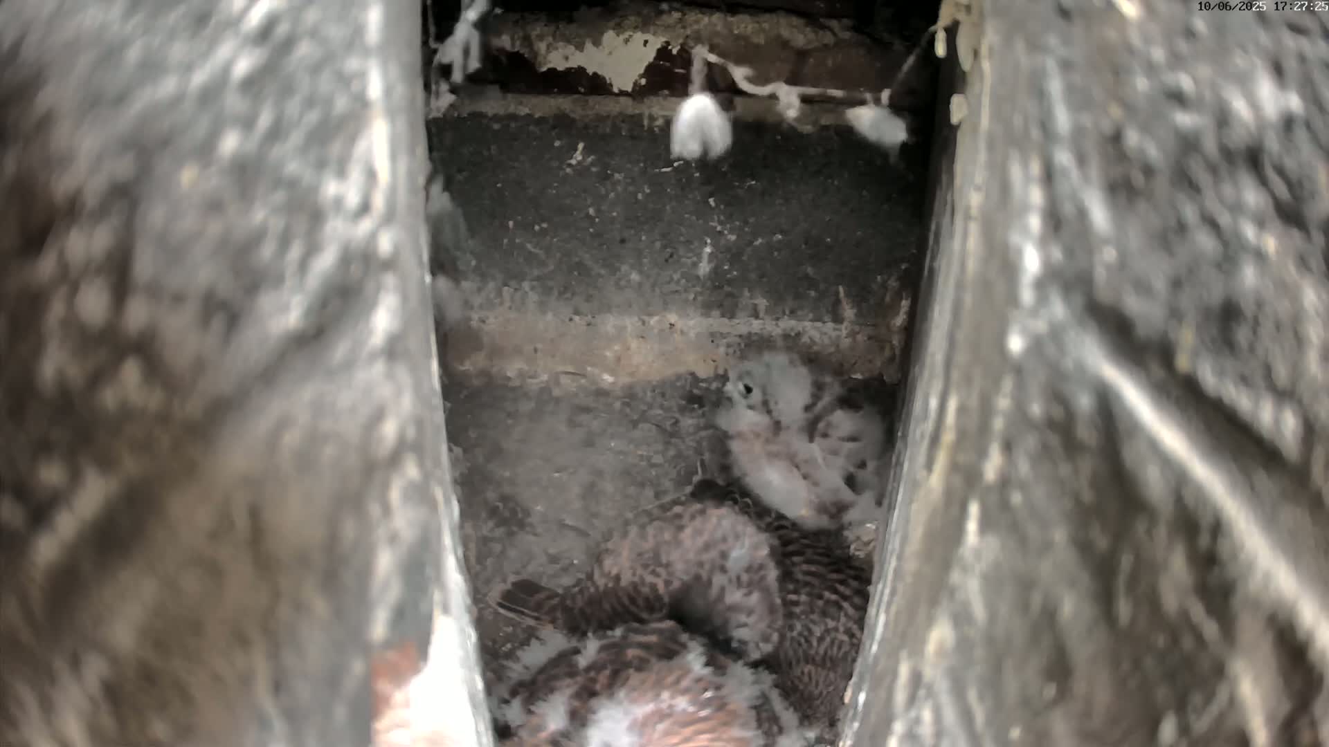 Two dark-feathered birds huddle together inside a narrow, dirty, stone enclosure.