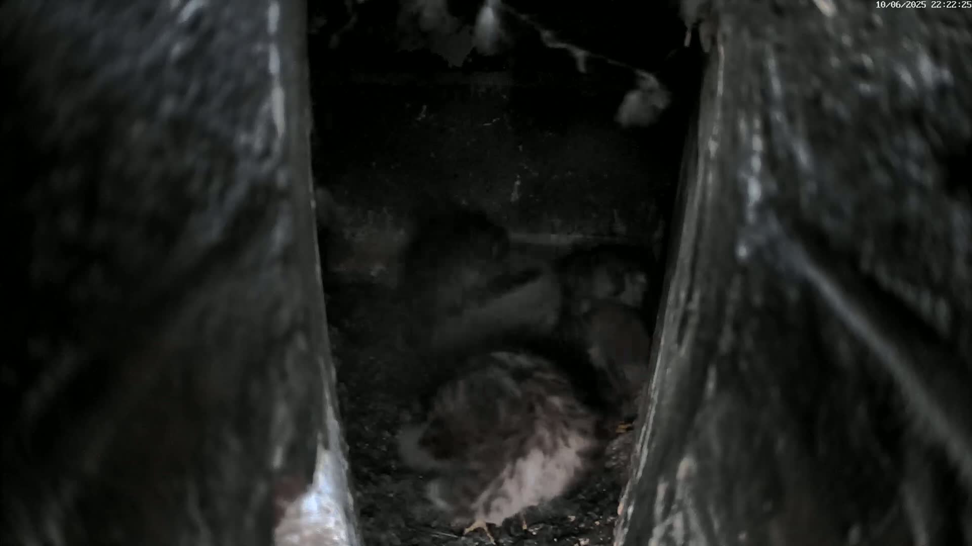 Le Havre , Faucon Crécerelle Falcons Natural Life Live Cam - Le Havre, Seine-Maritime, Normandie, France