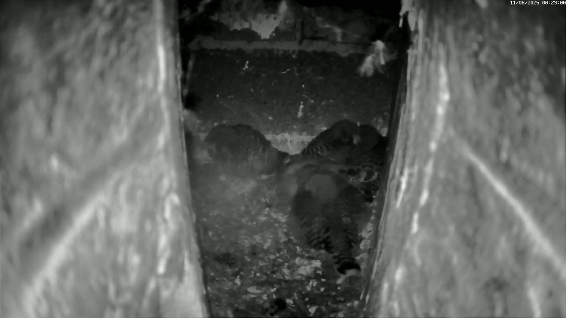Le Havre , Faucon Crécerelle Falcons Natural Life Live Cam - Le Havre, Seine-Maritime, Normandie, France