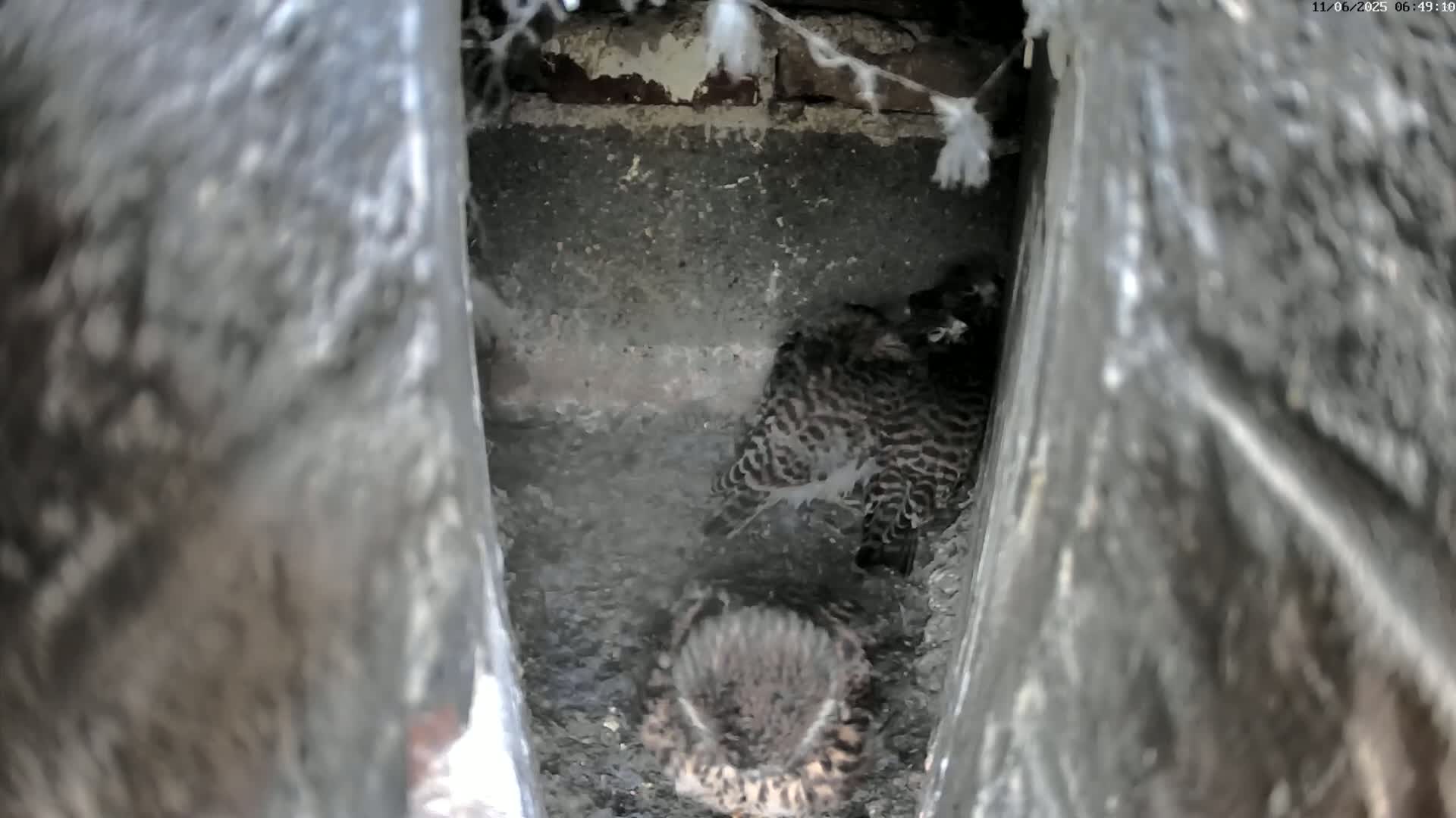 Le Havre , Faucon Crécerelle Falcons Natural Life Live Cam - Le Havre, Seine-Maritime, Normandie, France