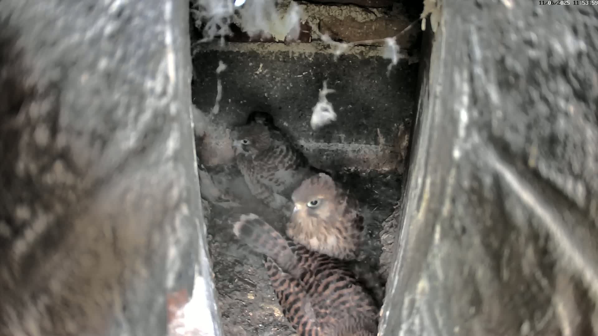 Three kestrel chicks huddle together in a dark, confined space.