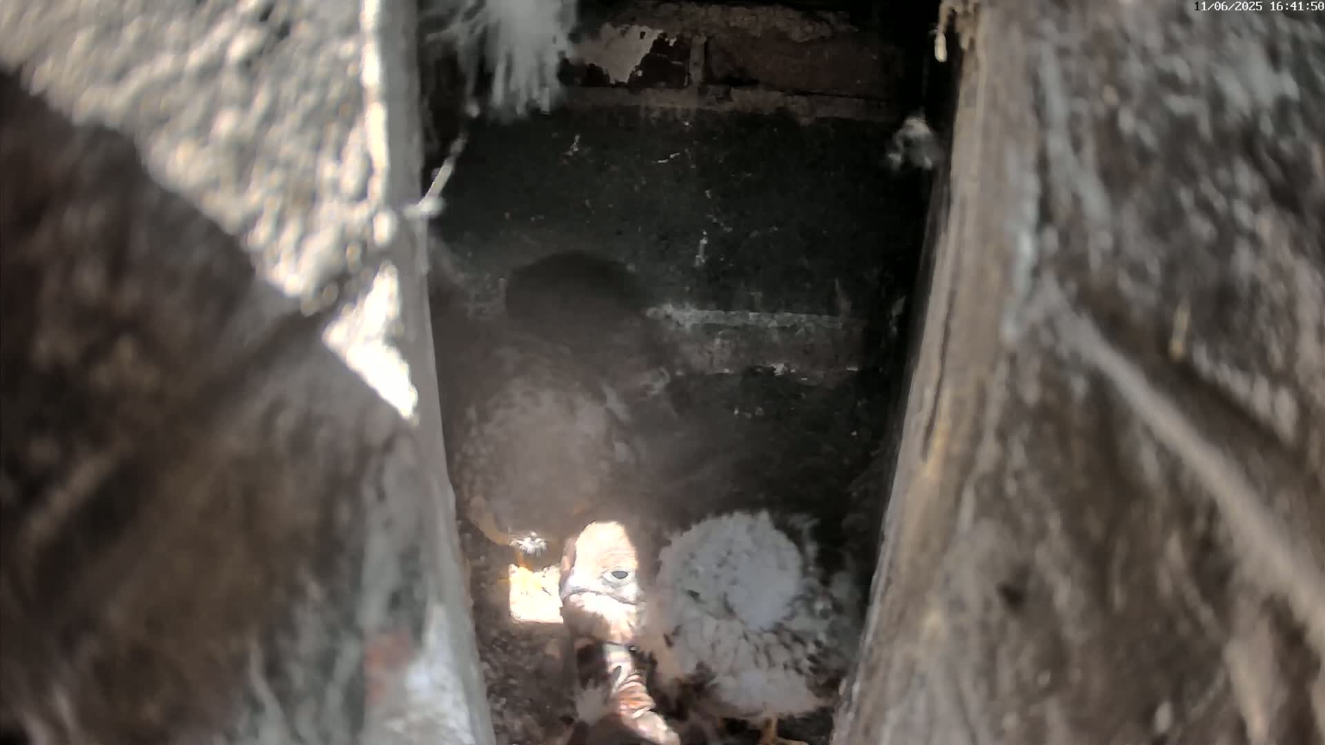 Three young birds of prey huddle together in a dark, confined space, possibly a nest within a building.