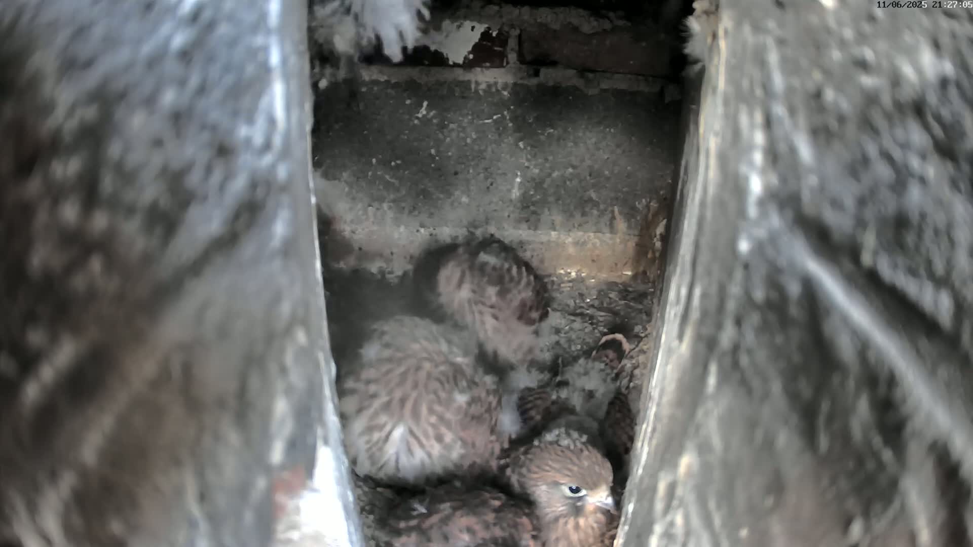Le Havre , Faucon Crécerelle Falcons Natural Life Live Cam - Le Havre, Seine-Maritime, Normandie, France