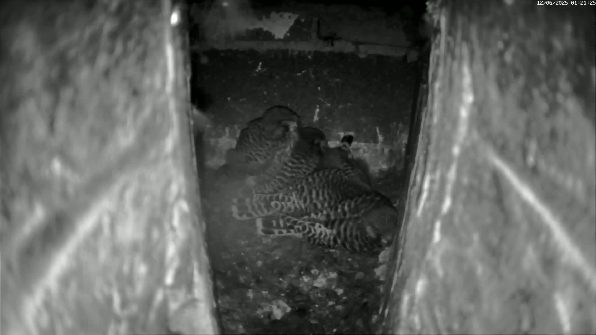 Le Havre , Faucon Crécerelle Falcons Natural Life Live Cam - Le Havre, Seine-Maritime, Normandie, France