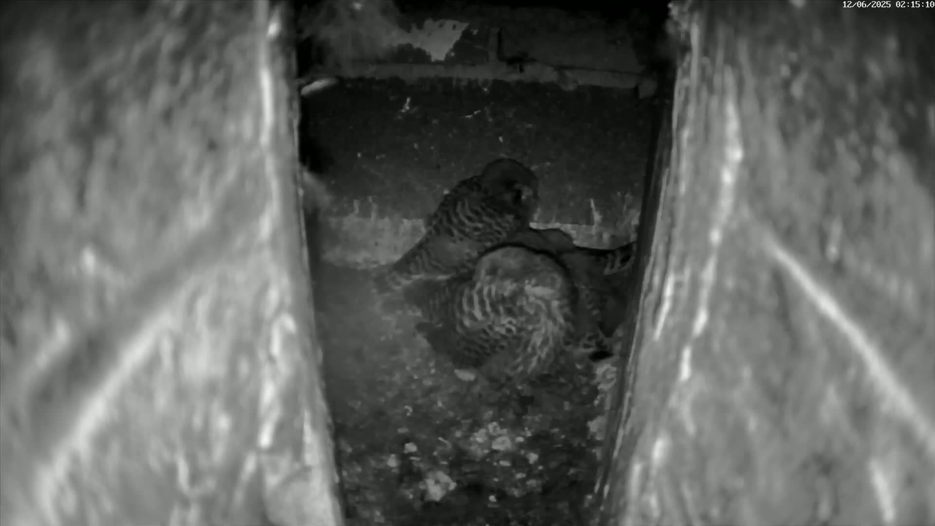Le Havre , Faucon Crécerelle Falcons Natural Life Live Cam - Le Havre, Seine-Maritime, Normandie, France