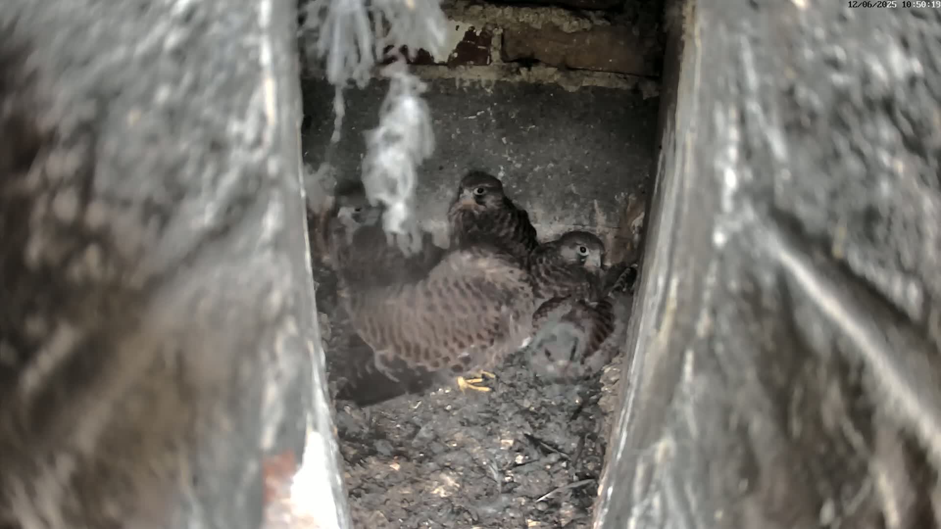 Several young birds of prey huddle together in a dark, confined nest.
