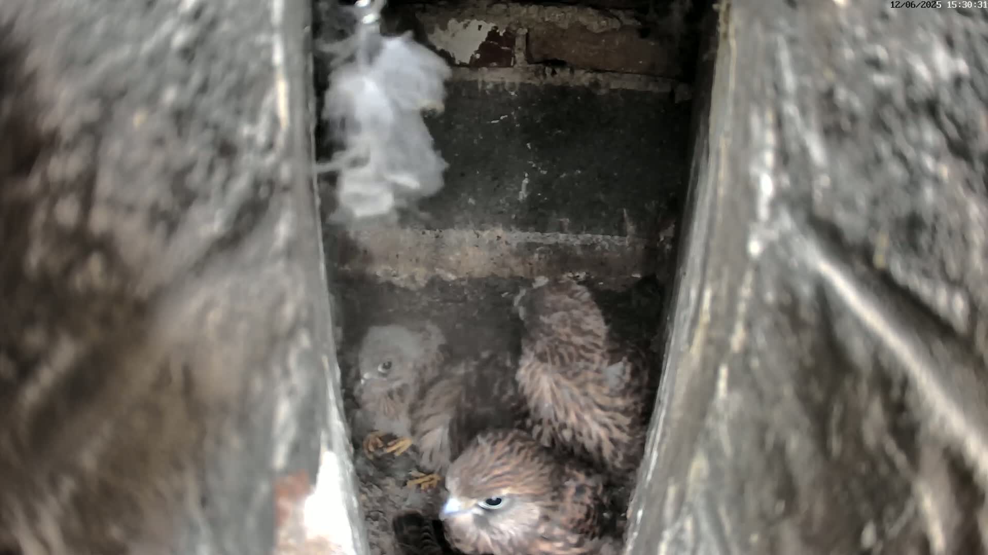 Three kestrel chicks huddle together in a dark, narrow cavity.