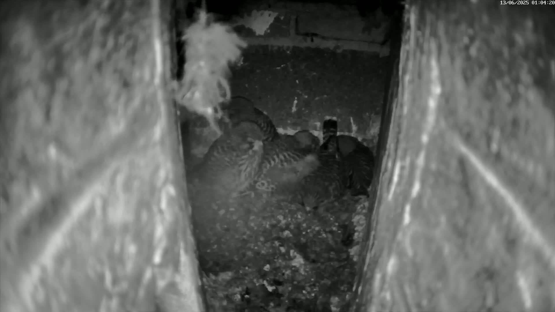 Le Havre , Faucon Crécerelle Falcons Natural Life Live Cam - Le Havre, Seine-Maritime, Normandie, France