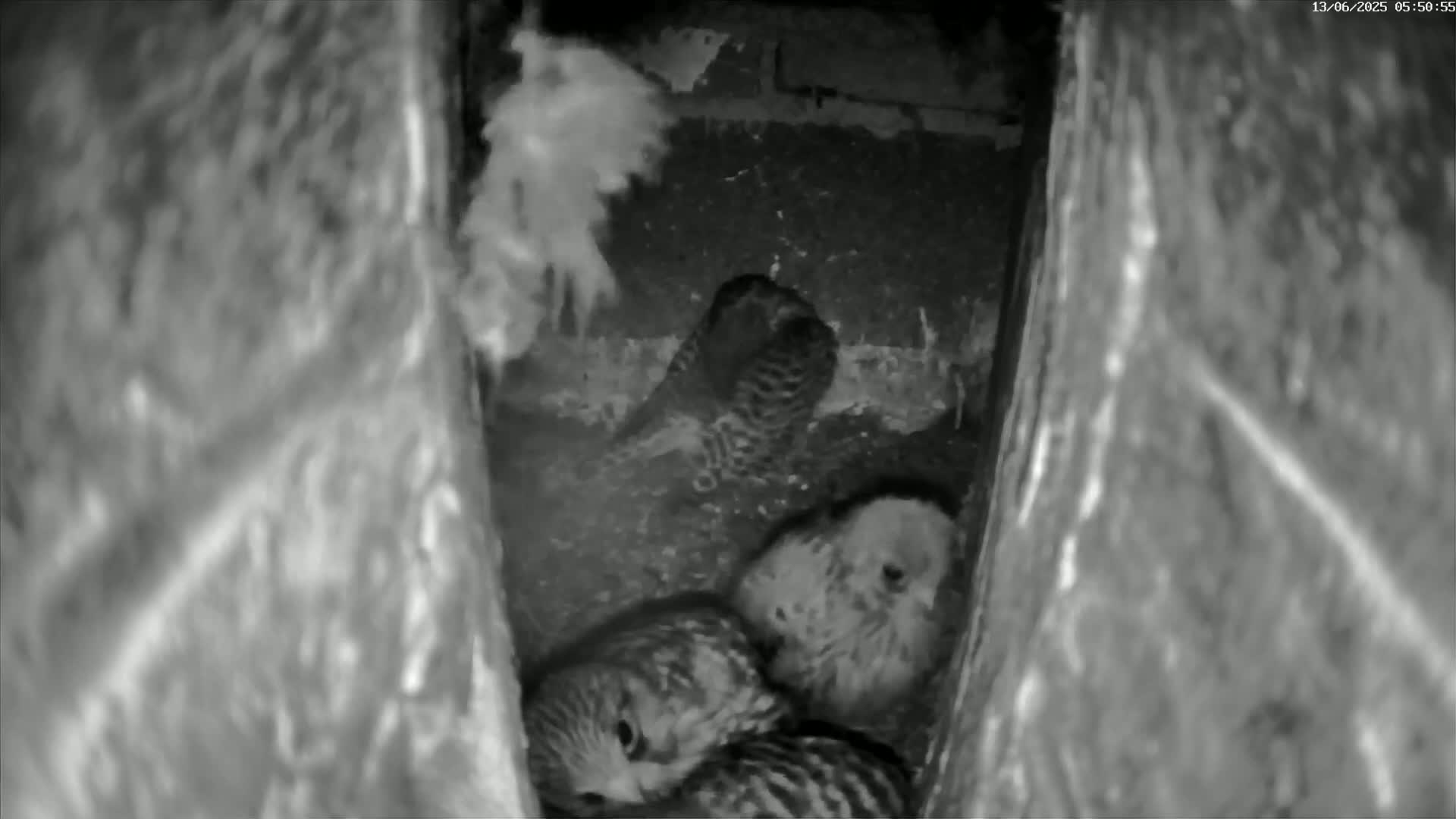 Le Havre , Faucon Crécerelle Falcons Natural Life Live Cam - Le Havre, Seine-Maritime, Normandie, France