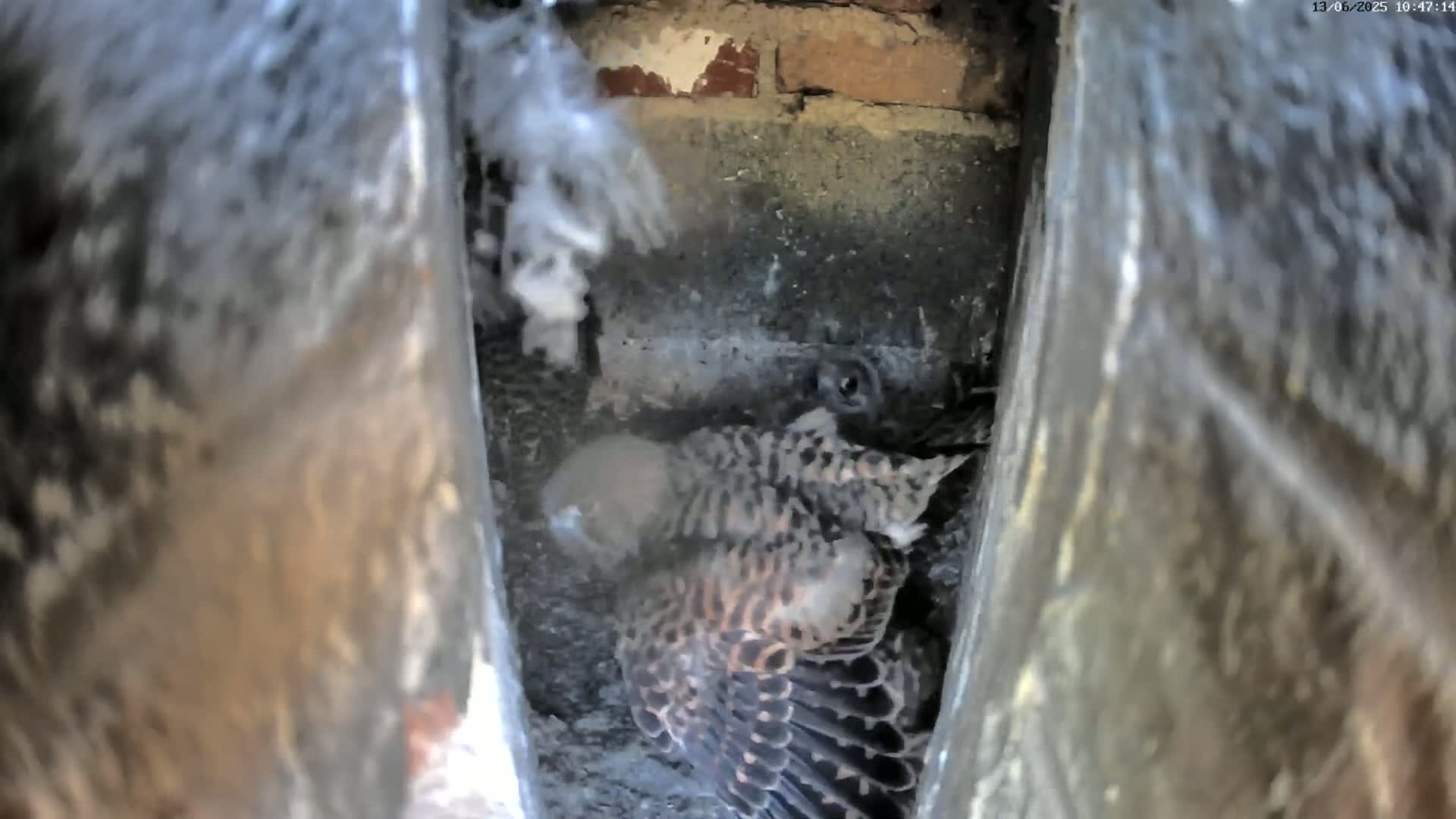 Two baby birds with speckled brown and black feathers are nestled together in a dark crevice of a brick wall.