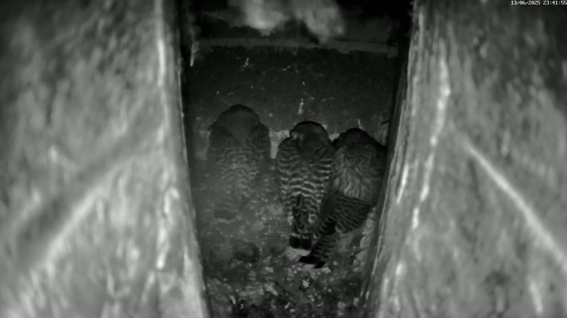 Three striped birds huddle together in a dark, confined space.