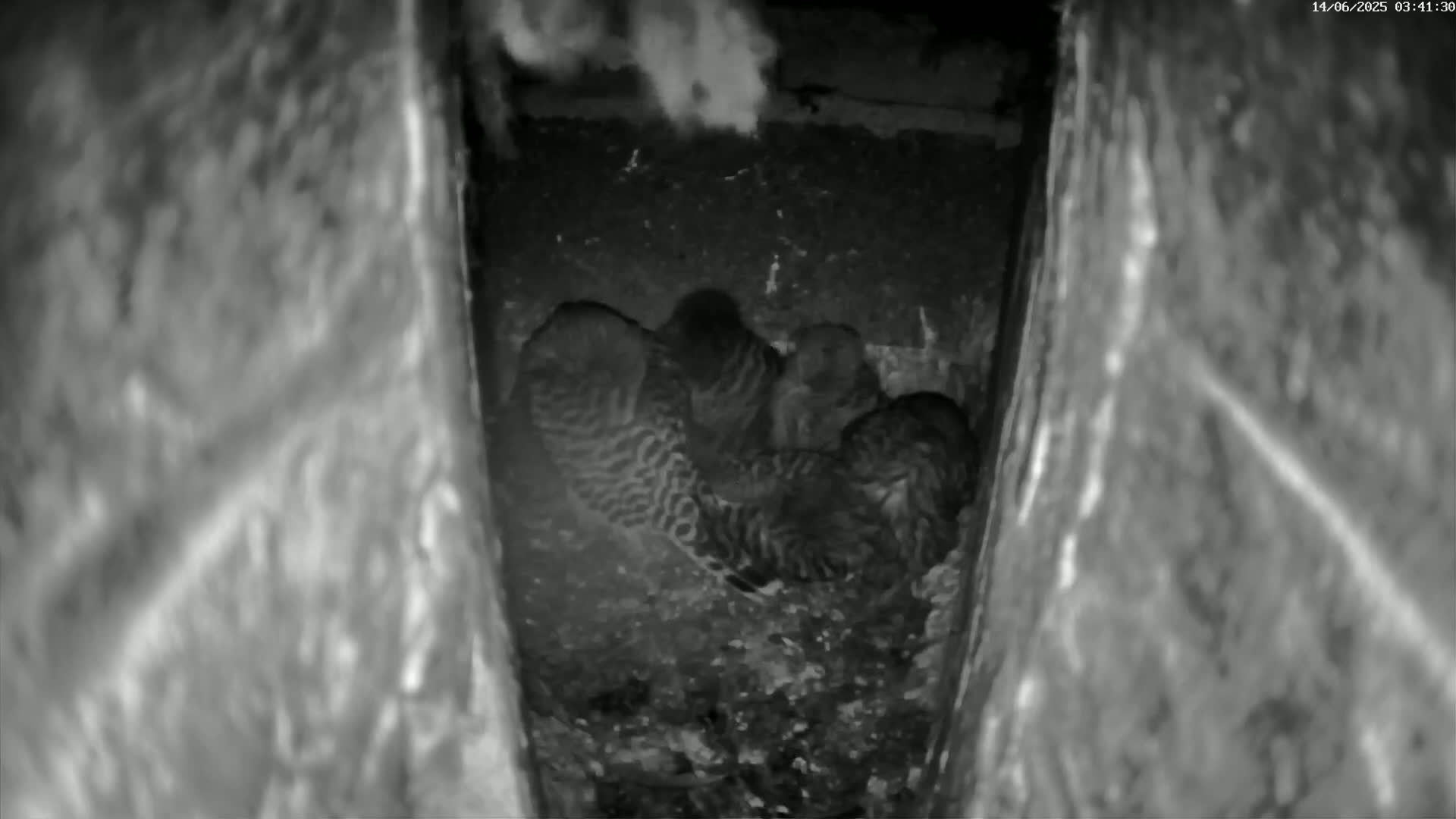 Le Havre , Faucon Crécerelle Falcons Natural Life Live Cam - Le Havre, Seine-Maritime, Normandie, France