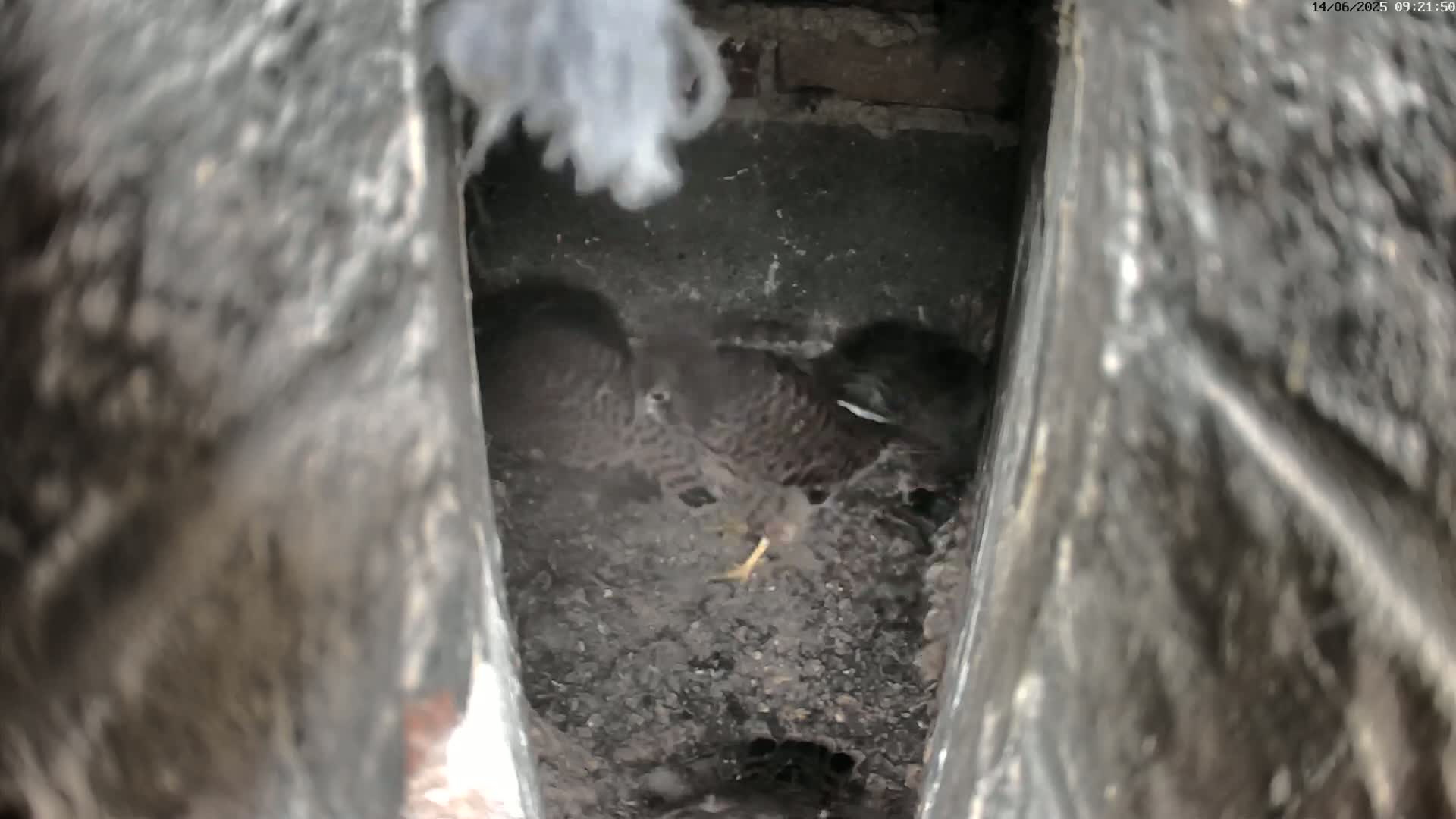 Two birds are nestled together in a dark, earthen nest inside a crevice of a brick structure.