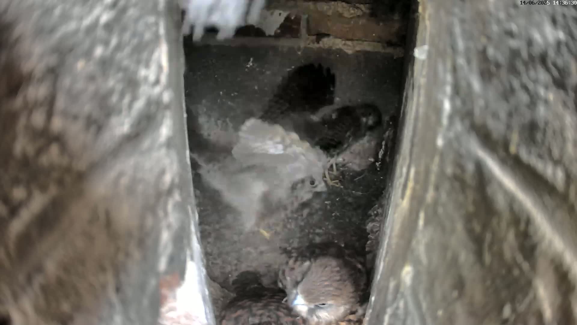 Several young birds of prey huddle together in a dark, confined space within a stone or brick structure.