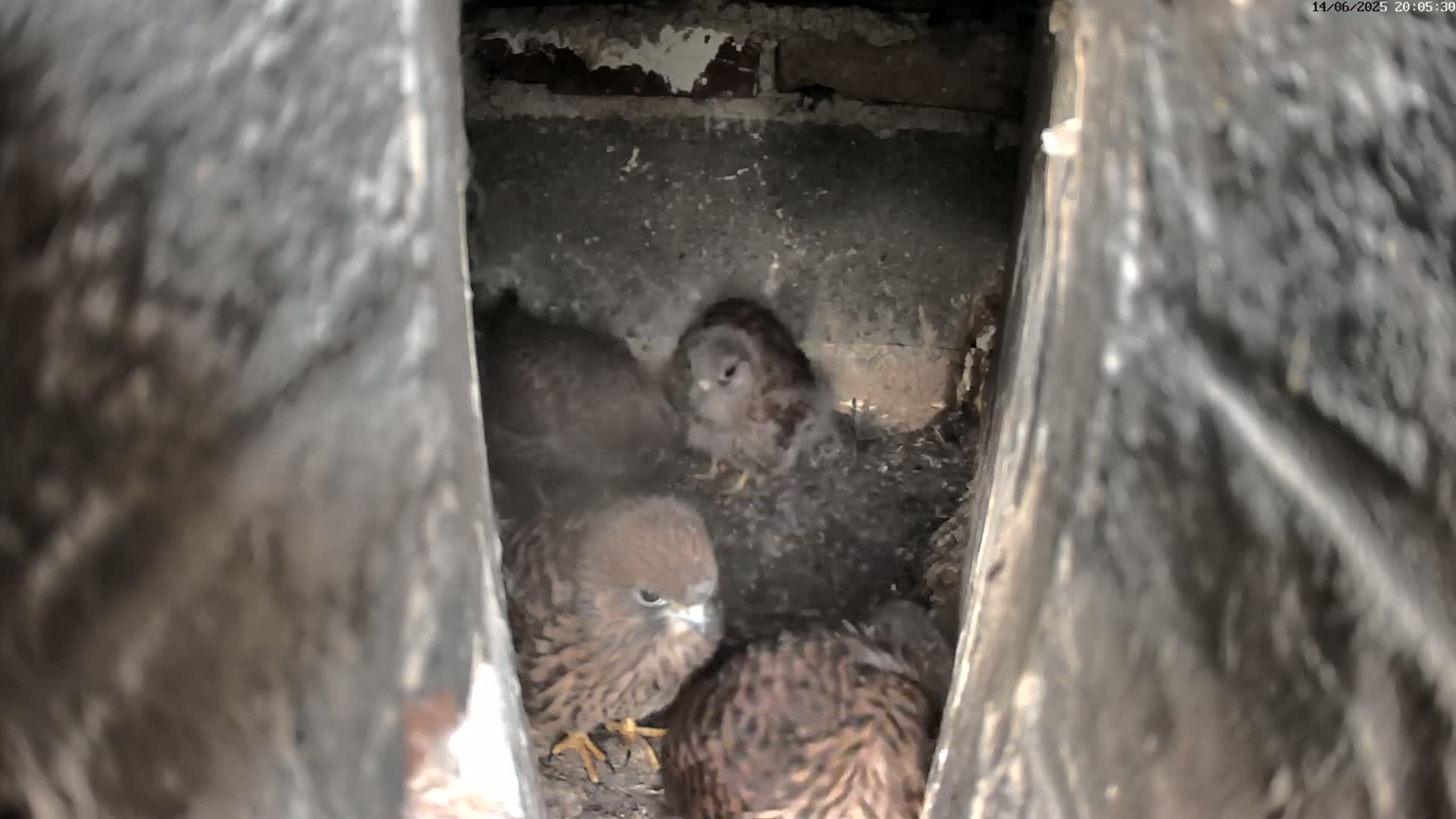 Several dark-brown young birds huddle together inside a dark, narrow cavity.
