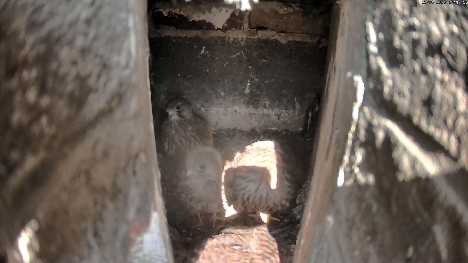 Three young kestrels huddle together in a dark, stone alcove, illuminated by sunlight.