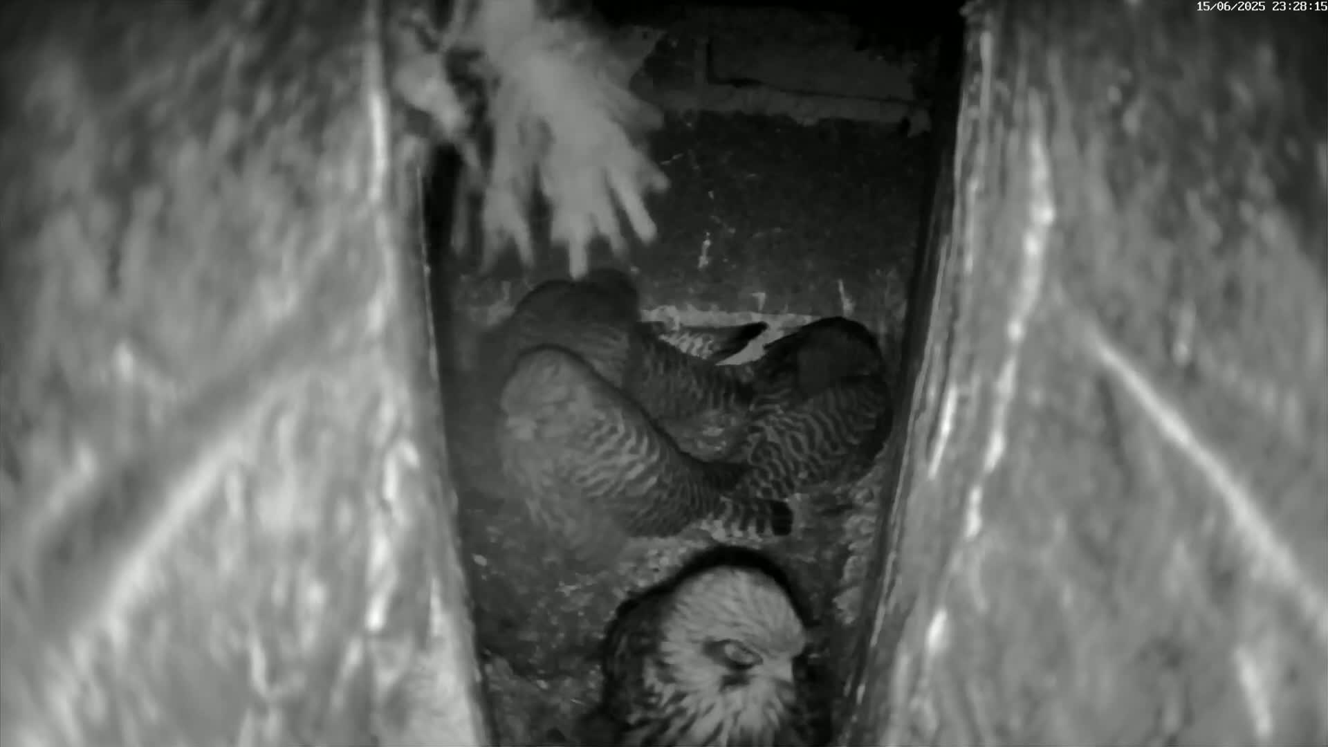 Le Havre , Faucon Crécerelle Falcons Natural Life Live Cam - Le Havre, Seine-Maritime, Normandie, France