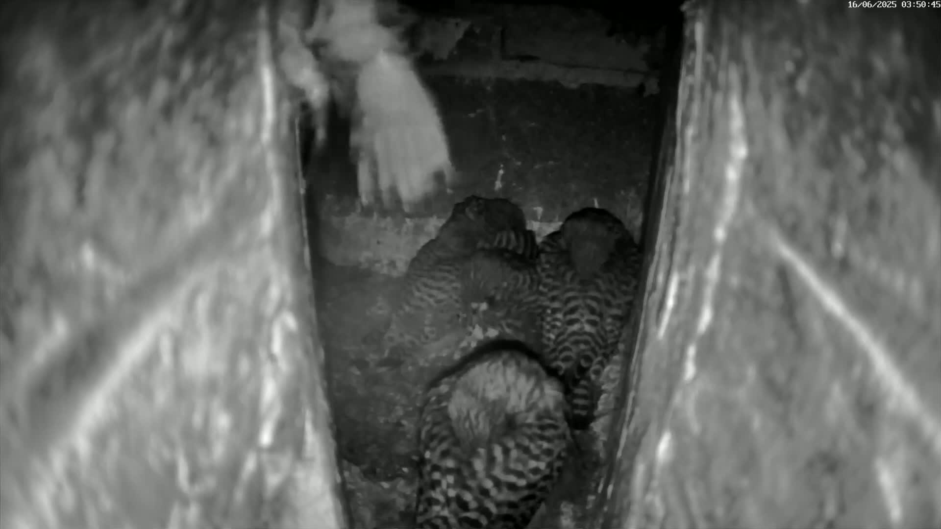 Le Havre , Faucon Crécerelle Falcons Natural Life Live Cam - Le Havre, Seine-Maritime, Normandie, France
