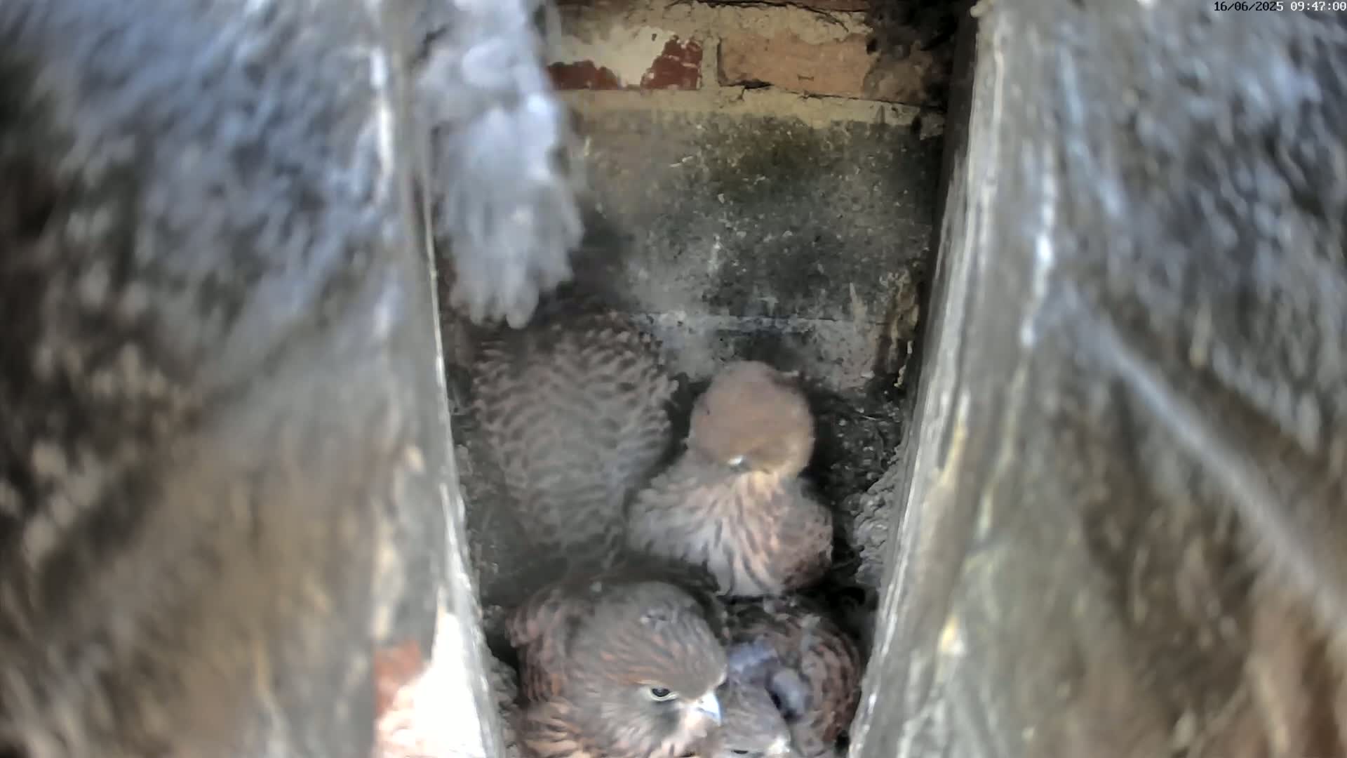 Three young birds of prey huddle together in a narrow, brick-lined crevice.